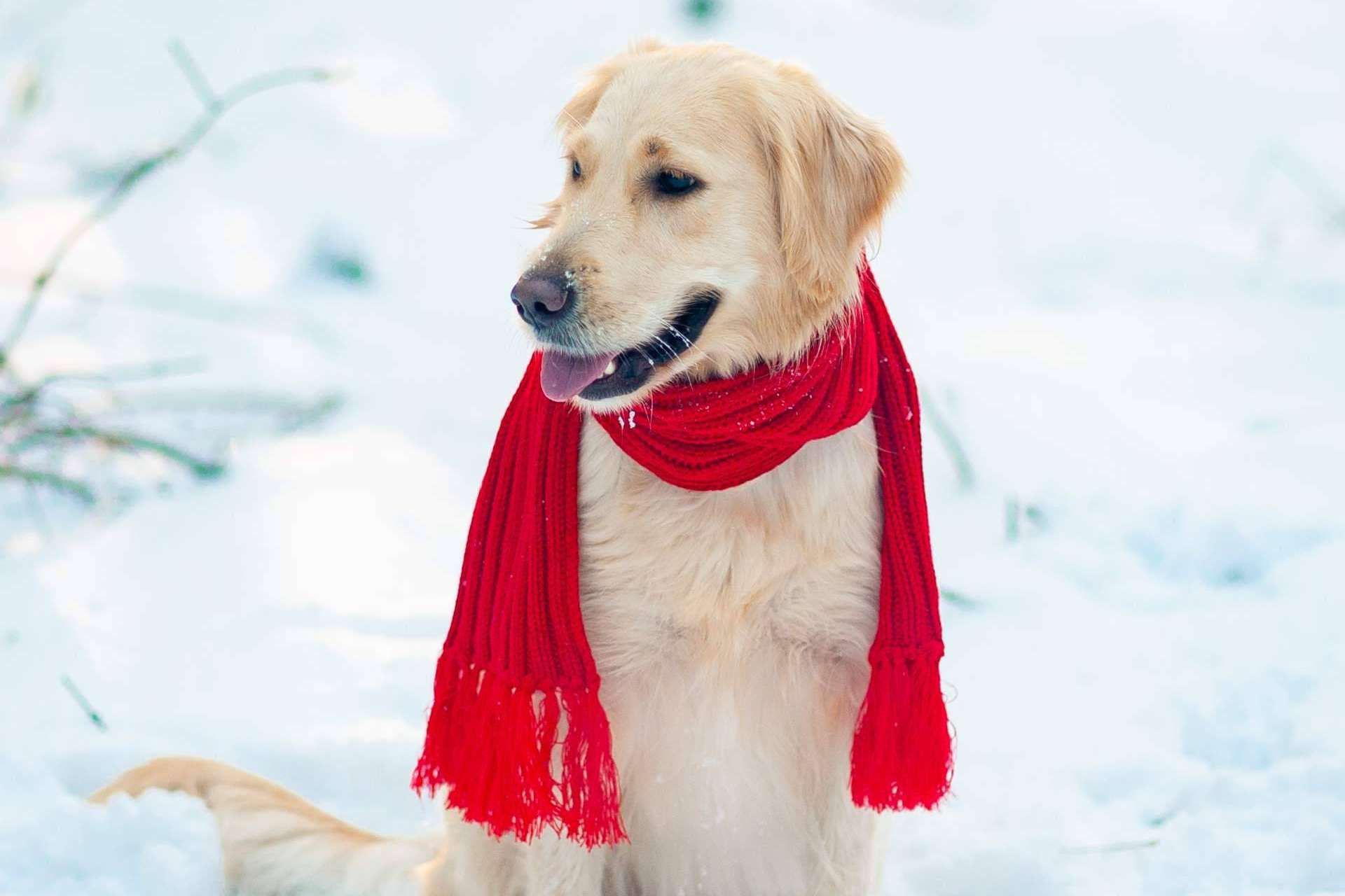 LovePets sobre los cuidados que requieren los perros de cara el invierno