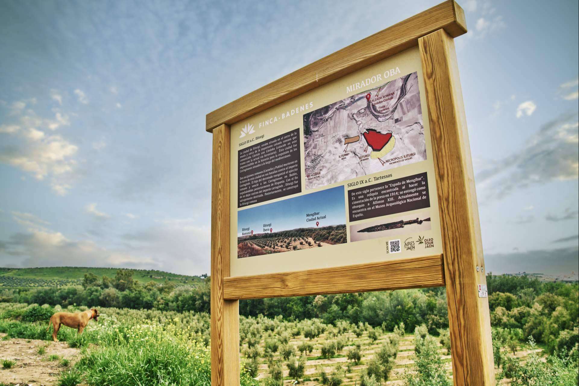 Aires de Jaén y la experiencia de oleoturismo que ofrecen
