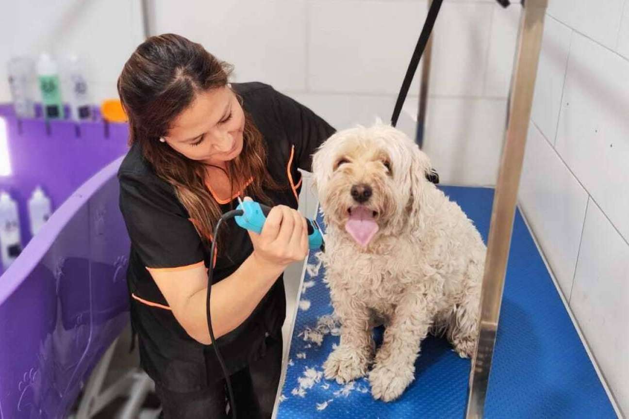 La apertura de la nueva peluquería canina de Oh My Pet en San Miguel, Santiago de Chile
