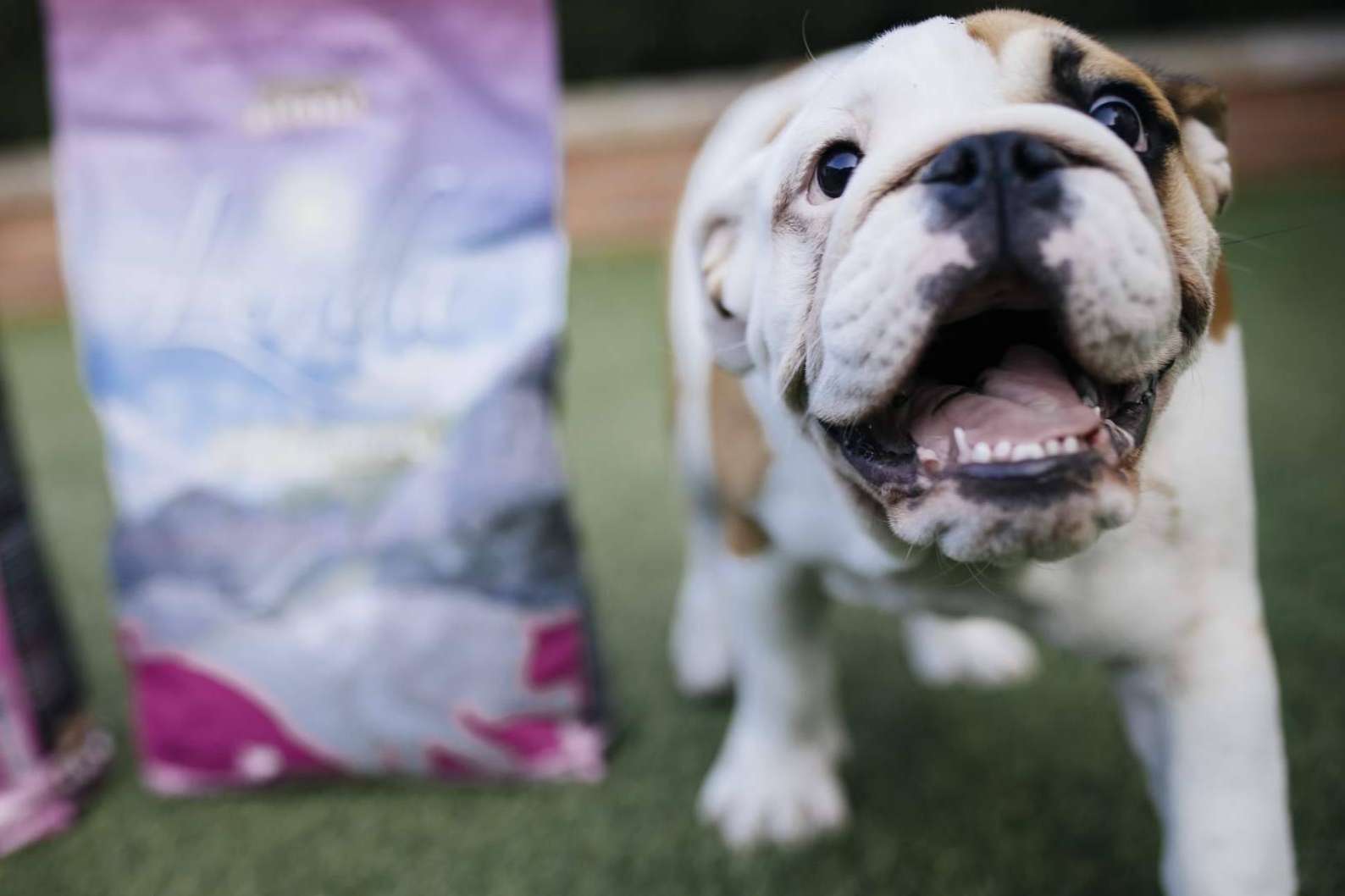 La importancia de la correcta alimentación de los cachorros con Lenda