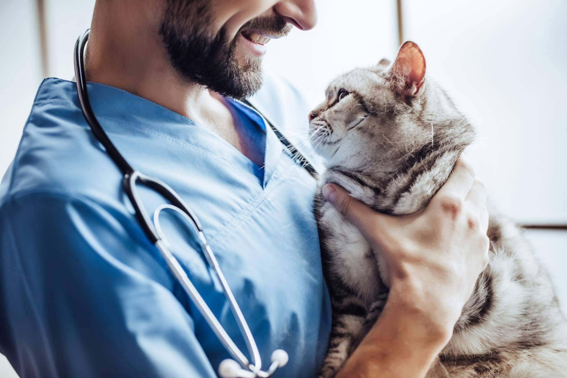 ¿Cómo obtener y convalidar el título de Auxiliar de Veterinaria? VetFormación