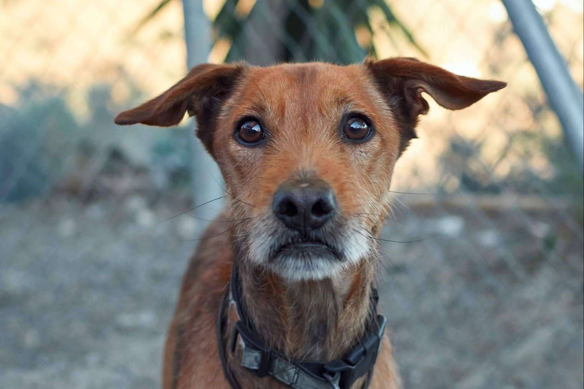 ¿Cómo se encuentra a un perro perdido?, con MascotaPerdida112.com