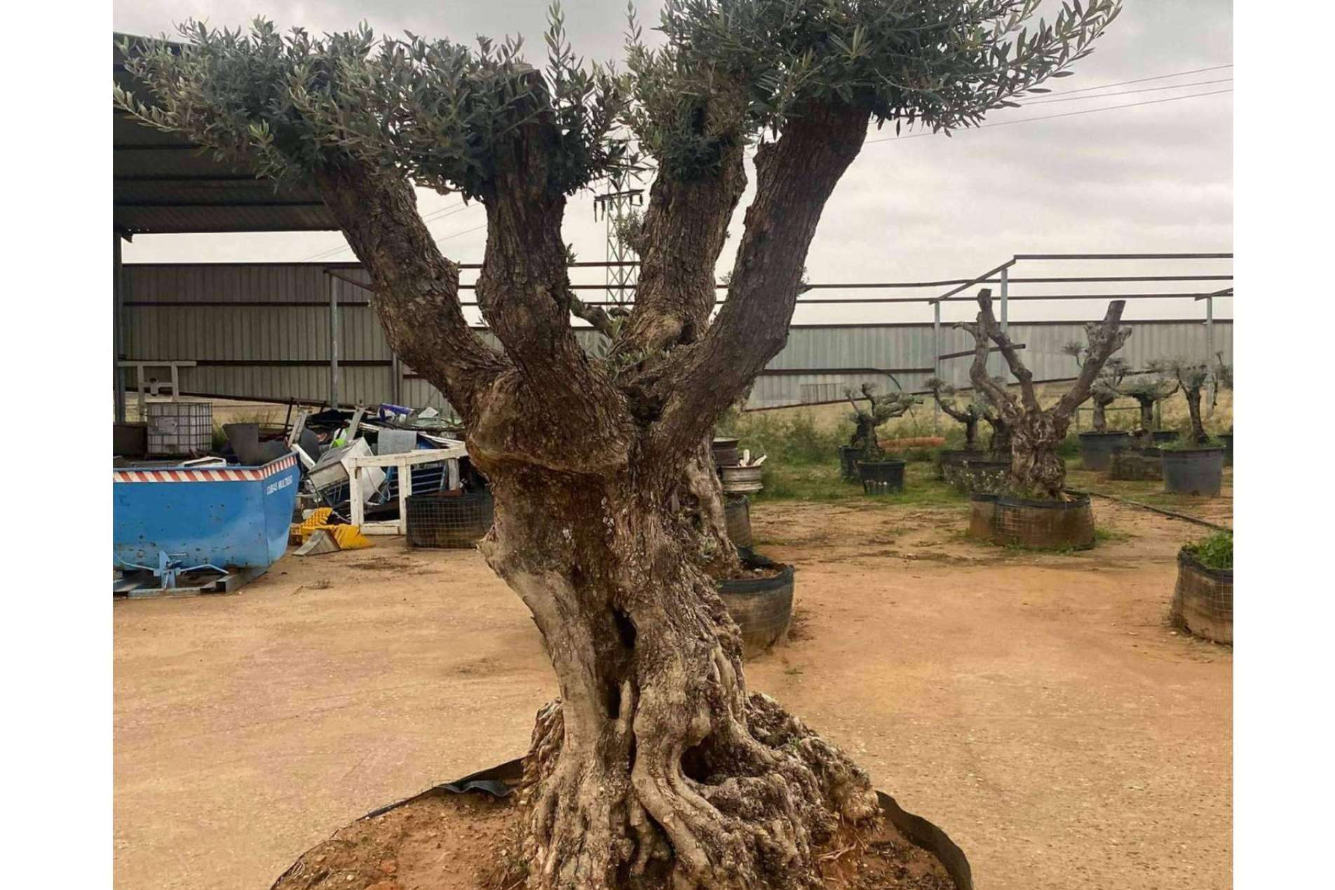 Venta de olivos centenarios y milenarios de la mano de la firma especializada Olivos Extremadura