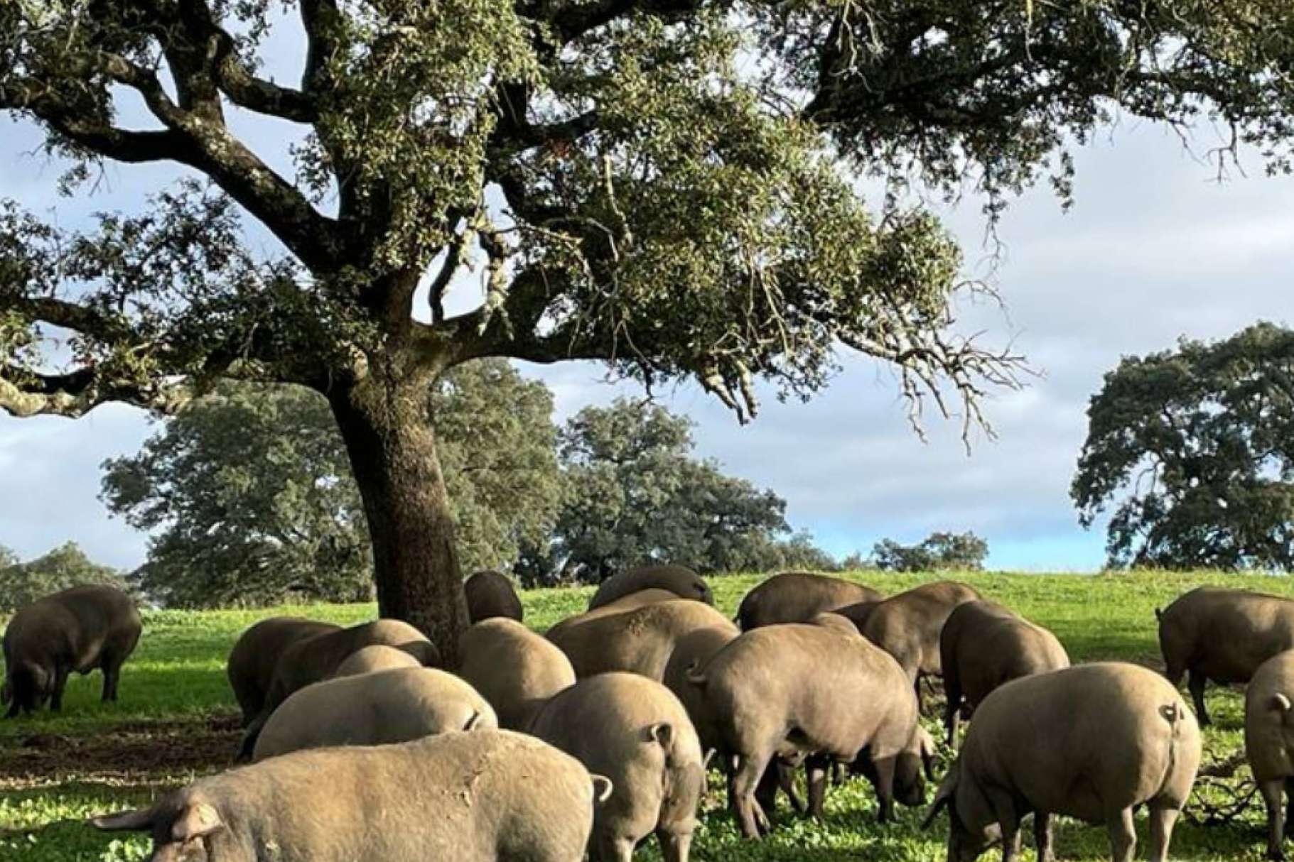 Productos ibéricos y bienestar animal, de la mano de Ovipor