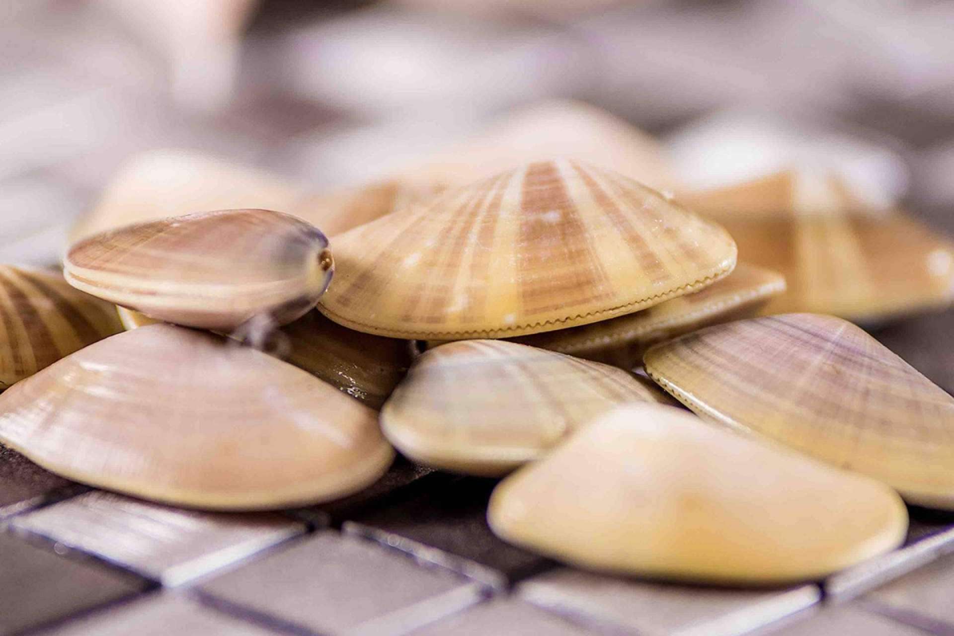 Adquirir moluscos de temporada en Lonja de Ayamonte