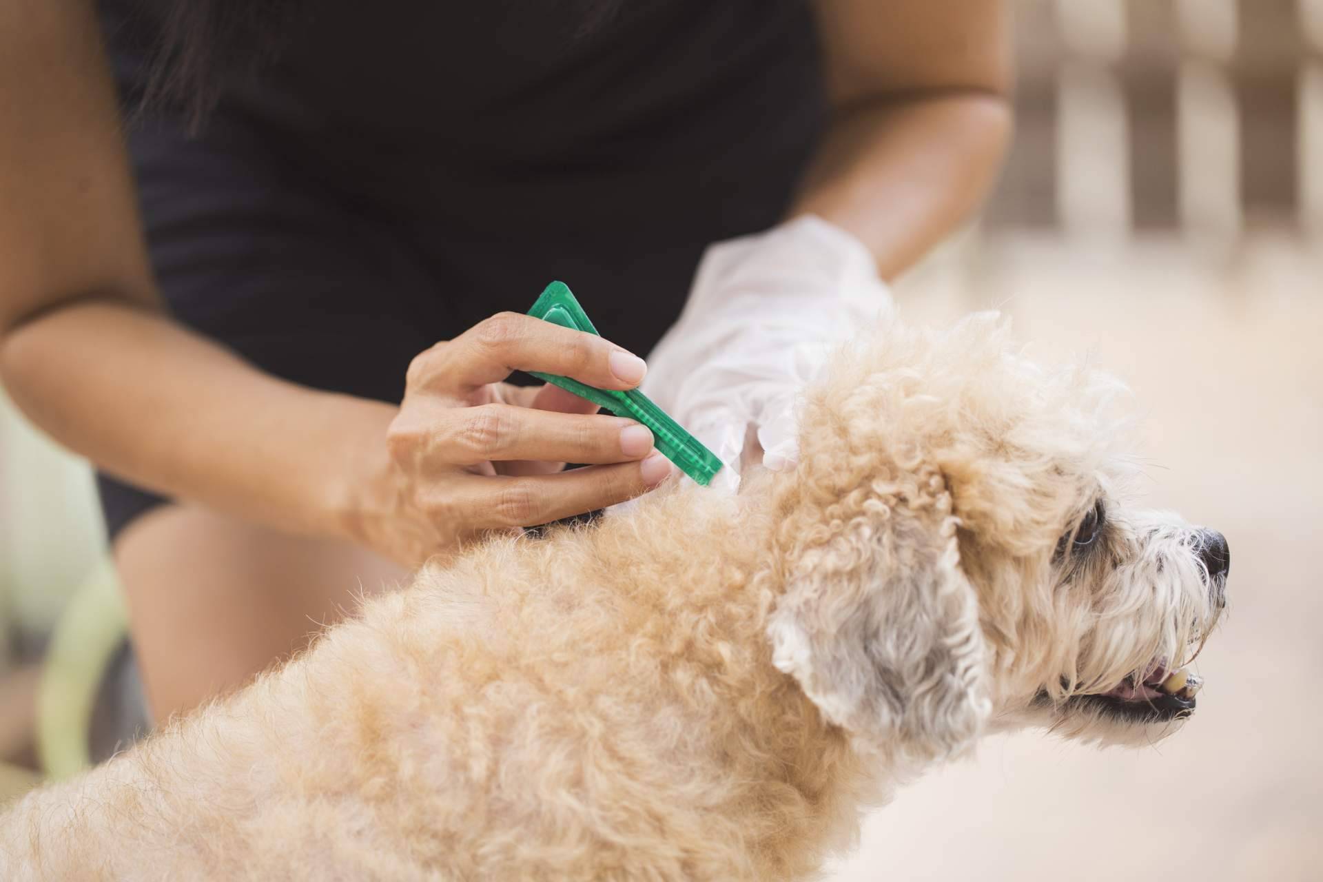 Comprar pipetas para perros y trampas para ratas en Productos Antiplagas