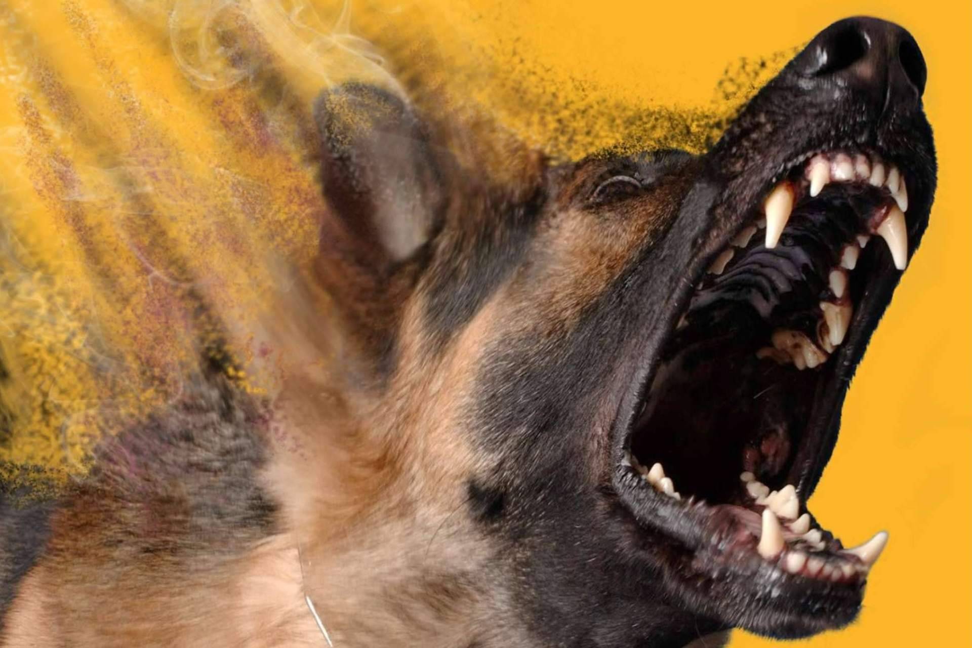 ¿Qué es la reactividad canina y por qué ocurre?