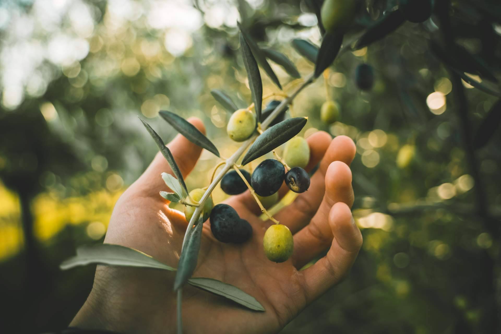 Sobre el consumo de aceite de oliva virgen extra en Alemania
