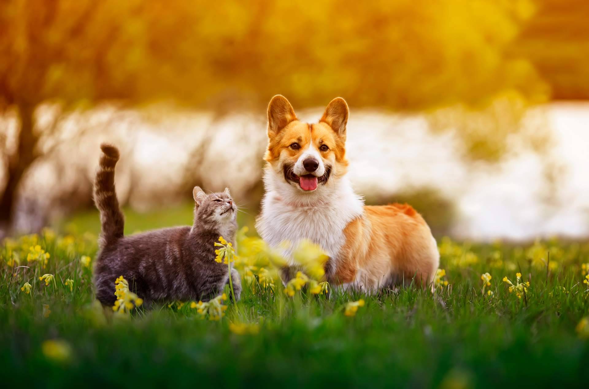 La creación de publicidad digital de la mano de mascotaperdida112.com para encontrar gatos perdidos
