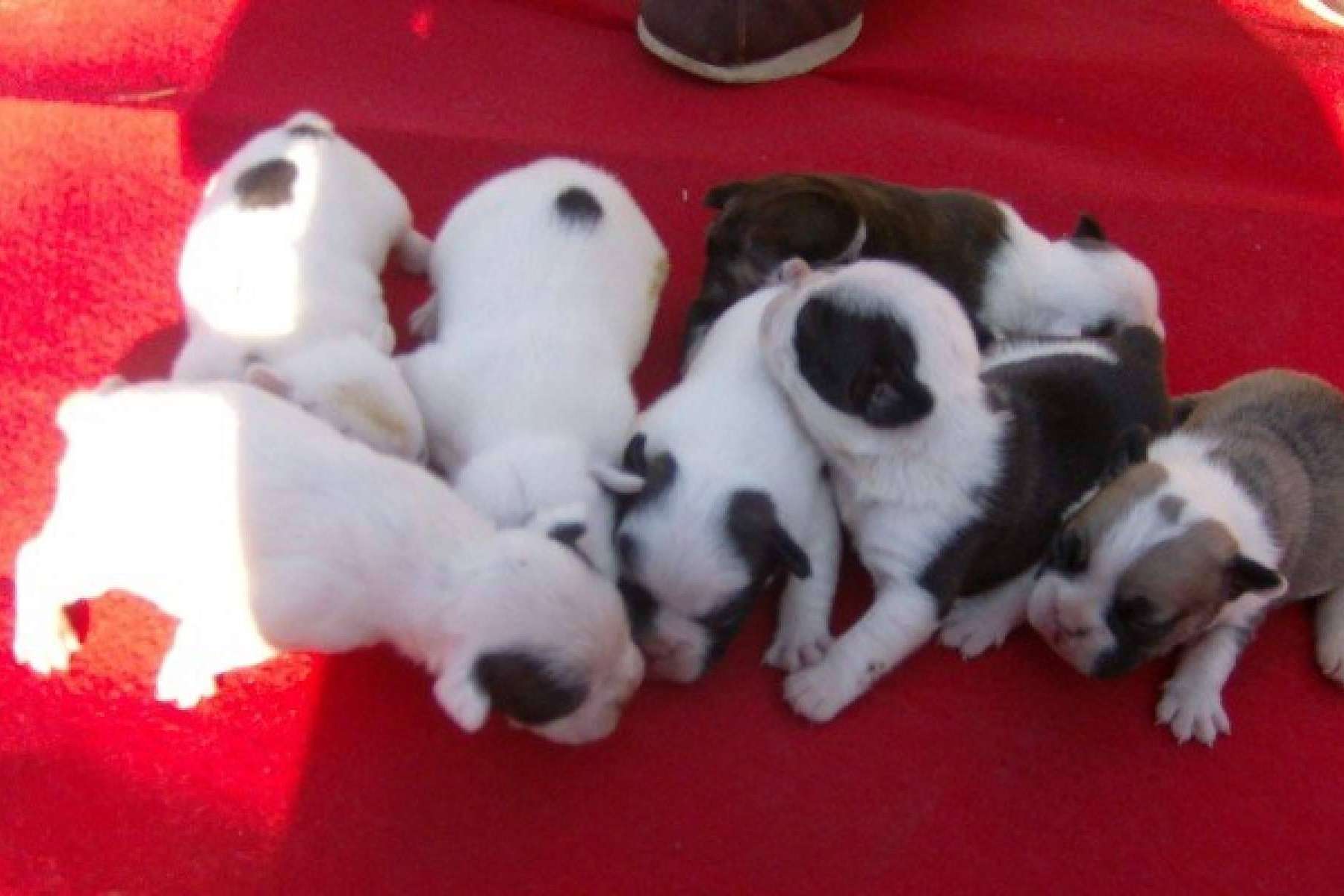 El criadero cachorros, El Mundo del Cachorro, ofrece la compra legal y autorizada de caninos
