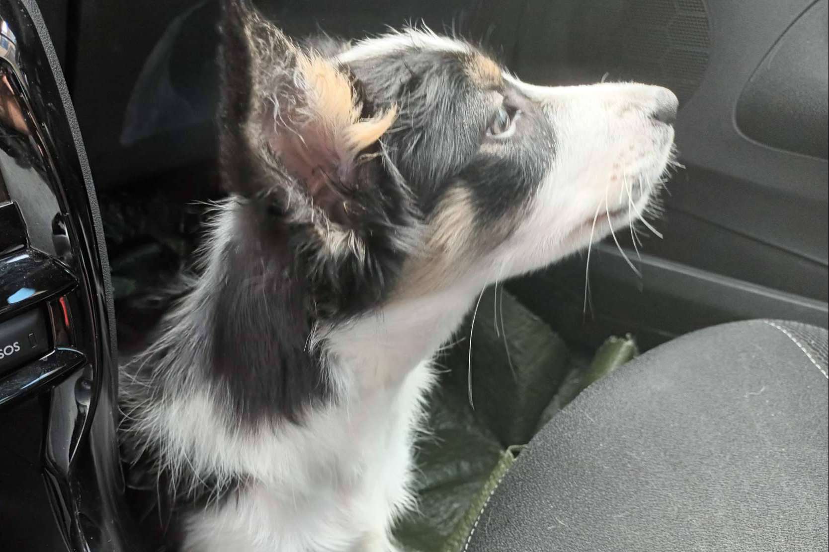 Qué hay que tener en cuenta a la hora de adoptar a un perro, según la Asociación Española de Perros de Apoyo