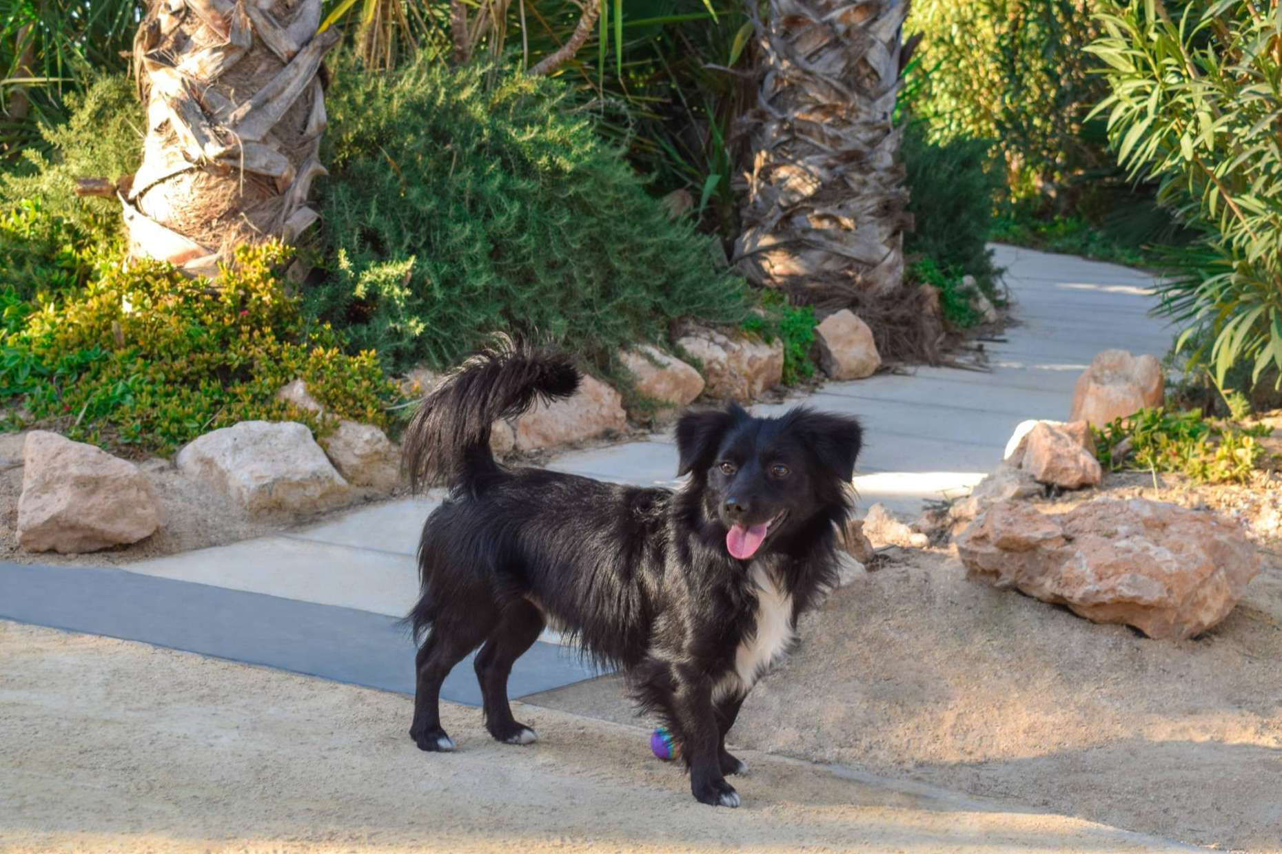 Vacaciones pet friendly en Alannia Resorts