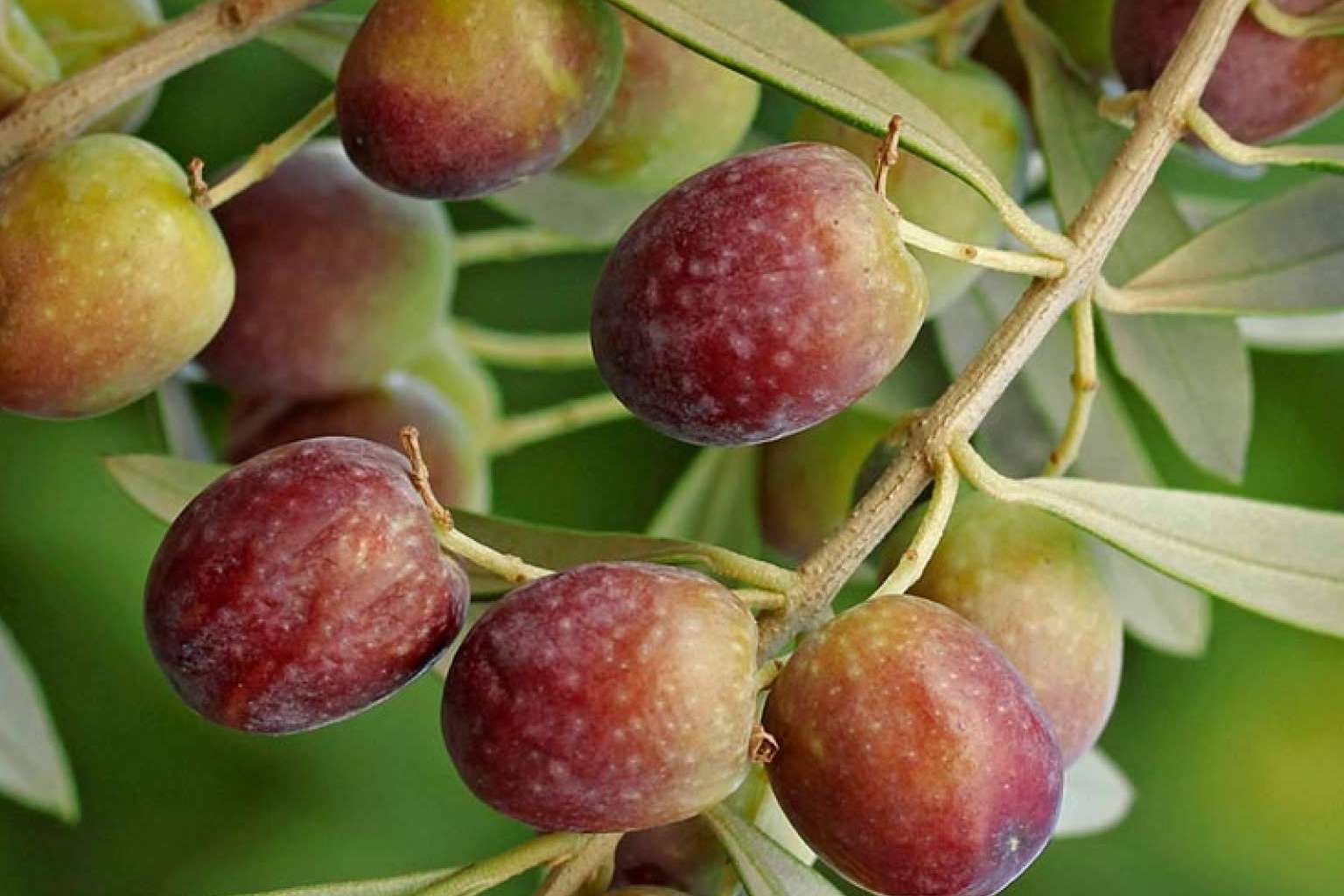 Dónde es posible comprar un buen aceite de oliva virgen extra de calidad