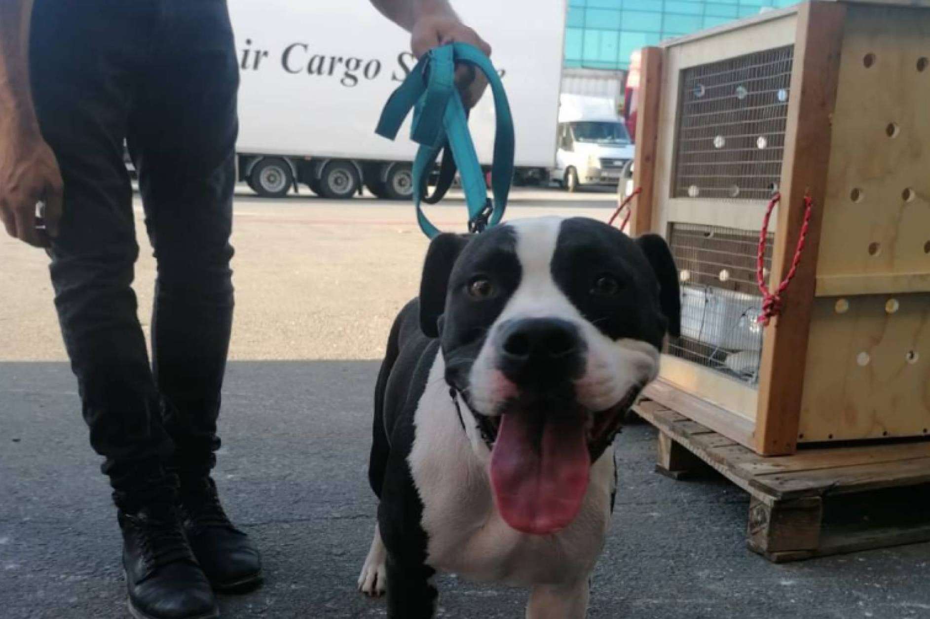 ¿Cómo debe ser el transportín para el traslado de mascotas en avión?