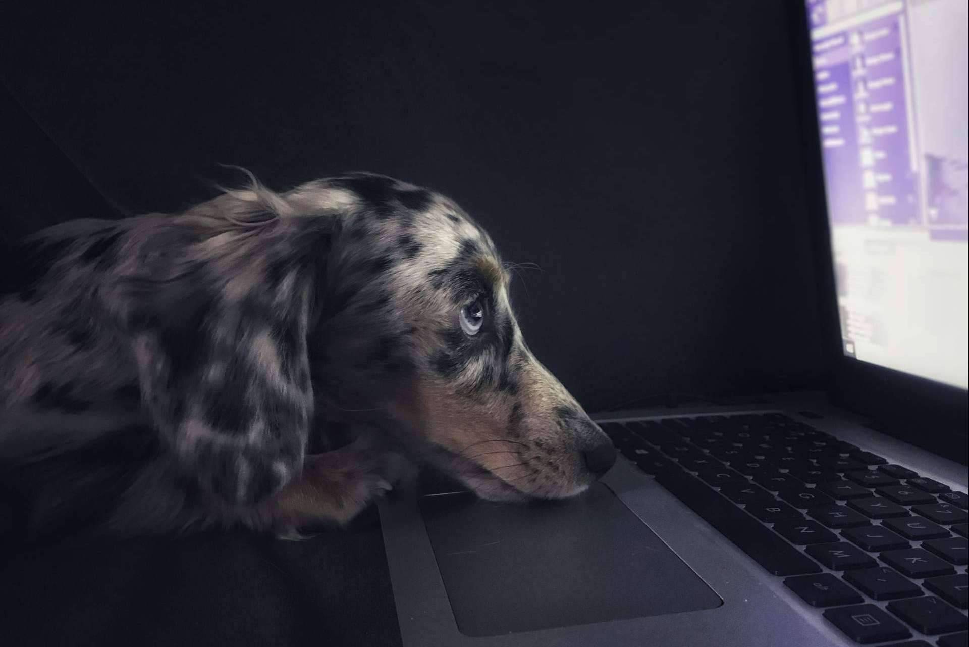 La Asociación Española de Perros de Apoyo explica qué es y cómo prevenir la filariosis canina