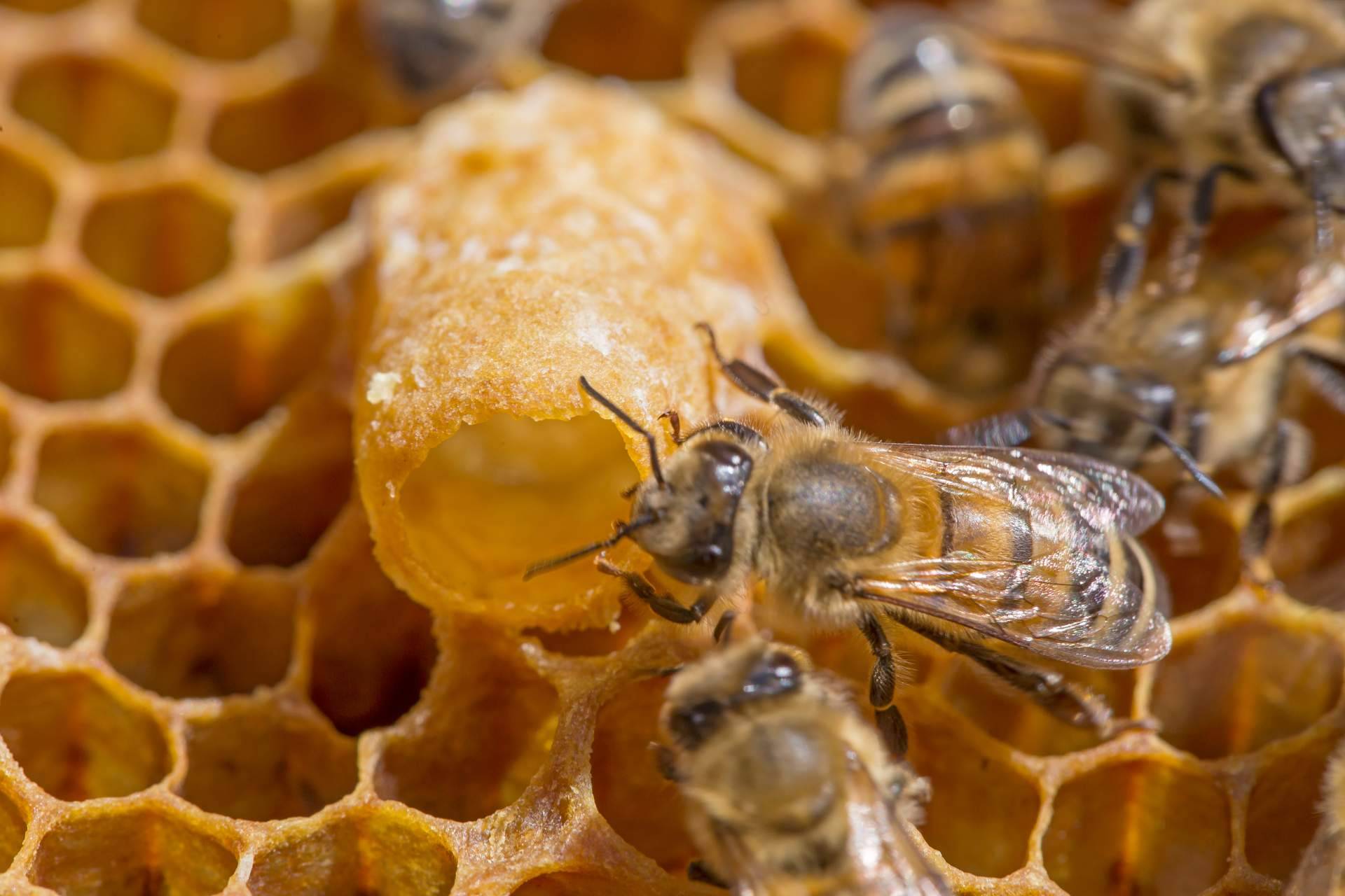 Beneficios de consumir la jalea real y propolis