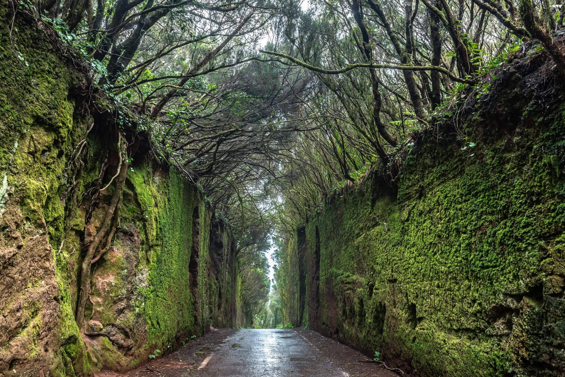 Descubrir Anaga en una excursión privada de Gloma Travel