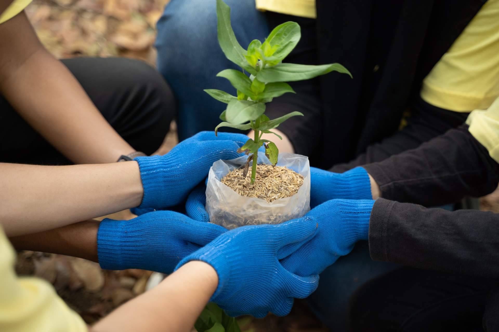Una iniciativa contra el cambio climático en los comedores escolares de Serunion Educa, BosqueChef
