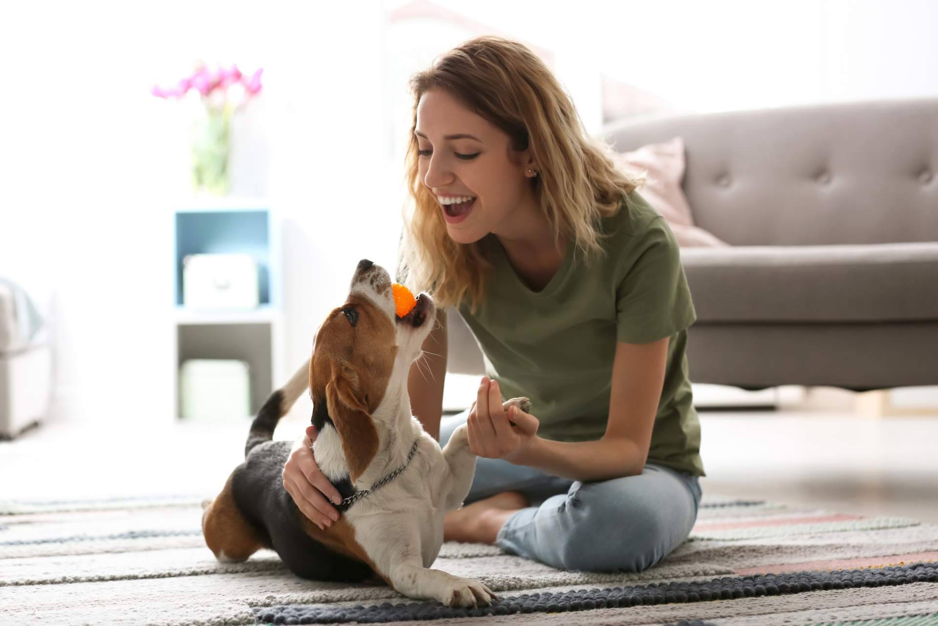 Todo lo que se debe saber de la nueva Ley de Bienestar Animal si se tiene una mascota