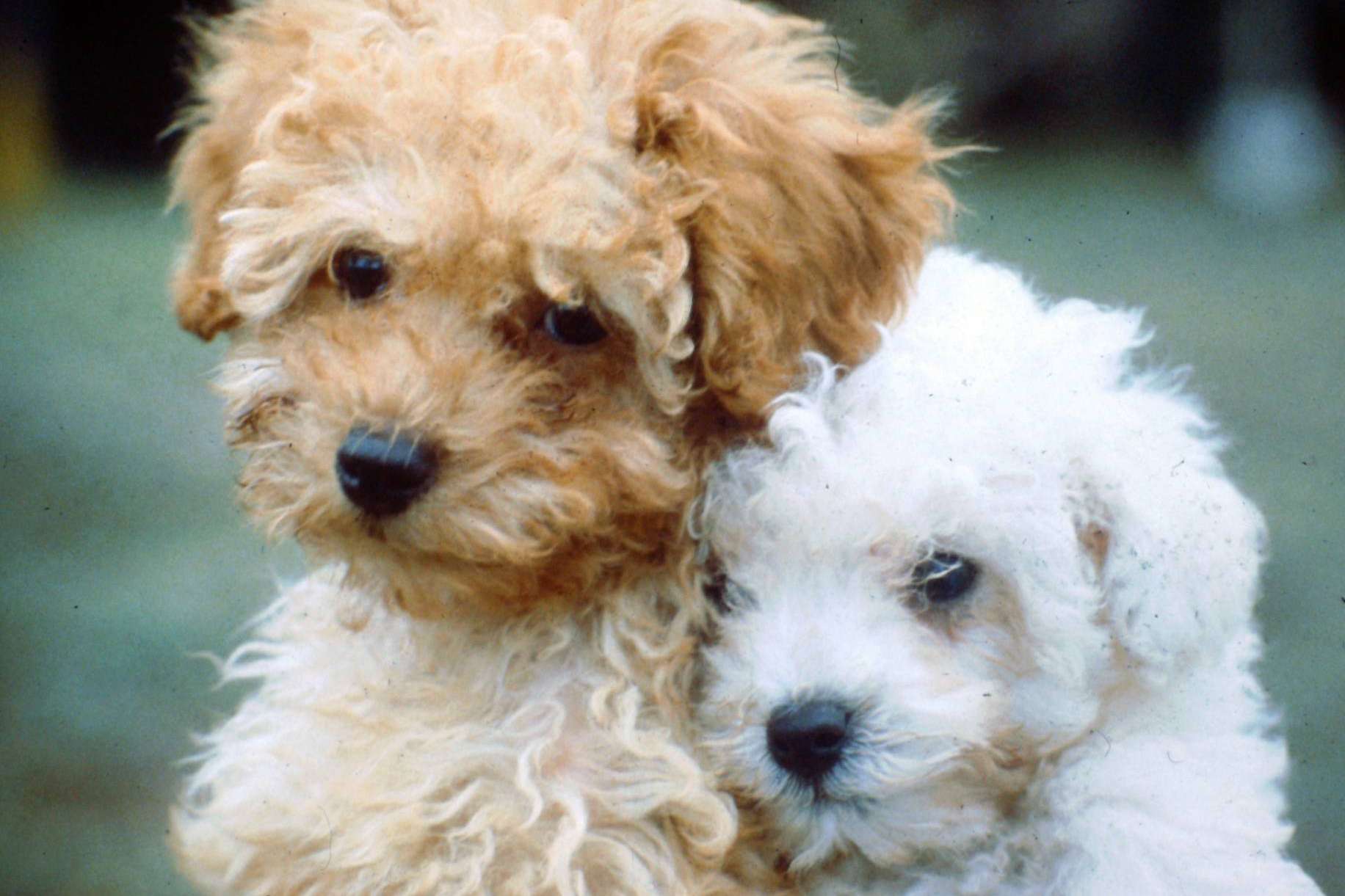 Maltés Lovers es un proyecto que se especializa en encontrar criadores caninos fiables de perros de raza pequeña