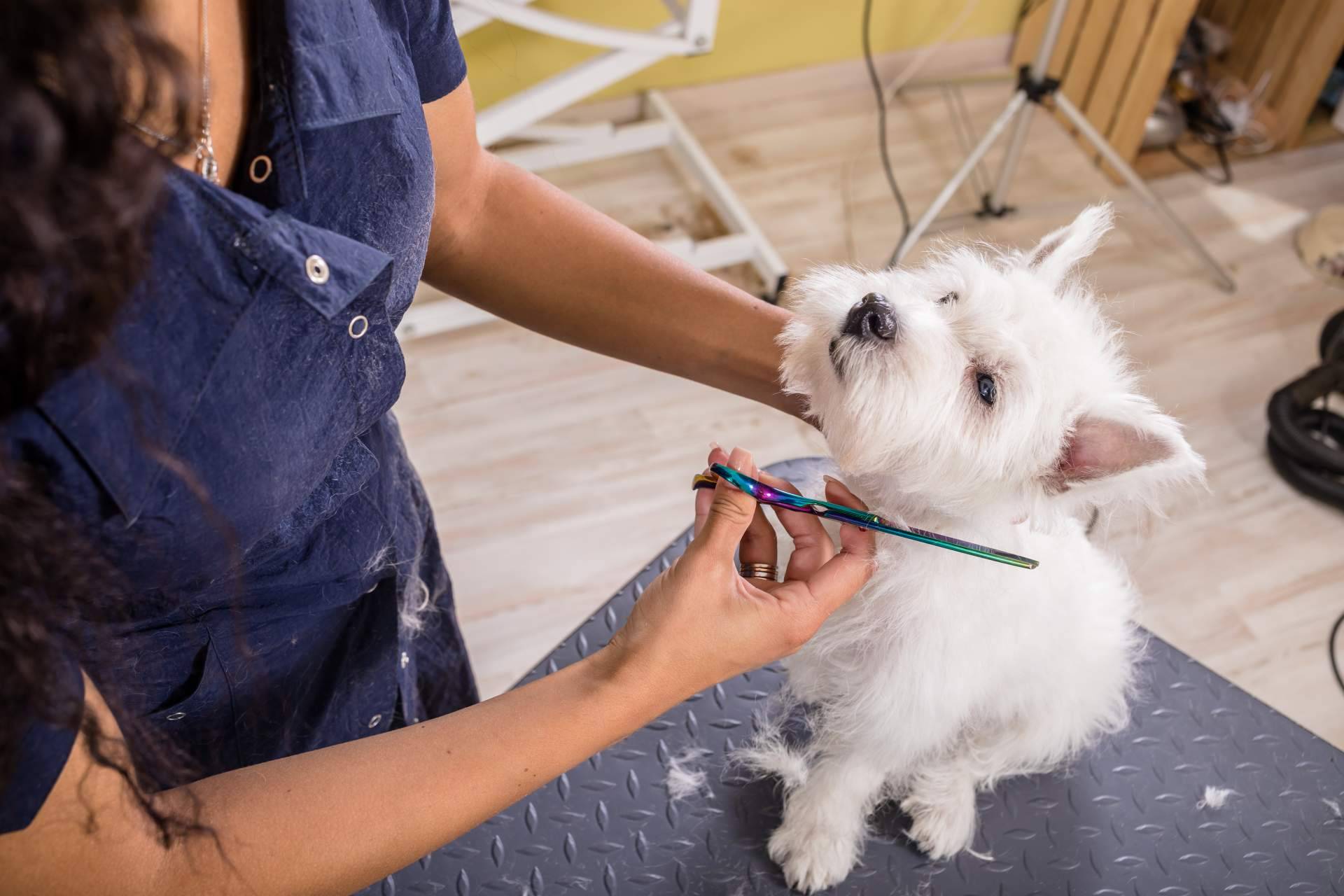 La importancia de los cuidados estéticos para las mascotas, por Perrukings