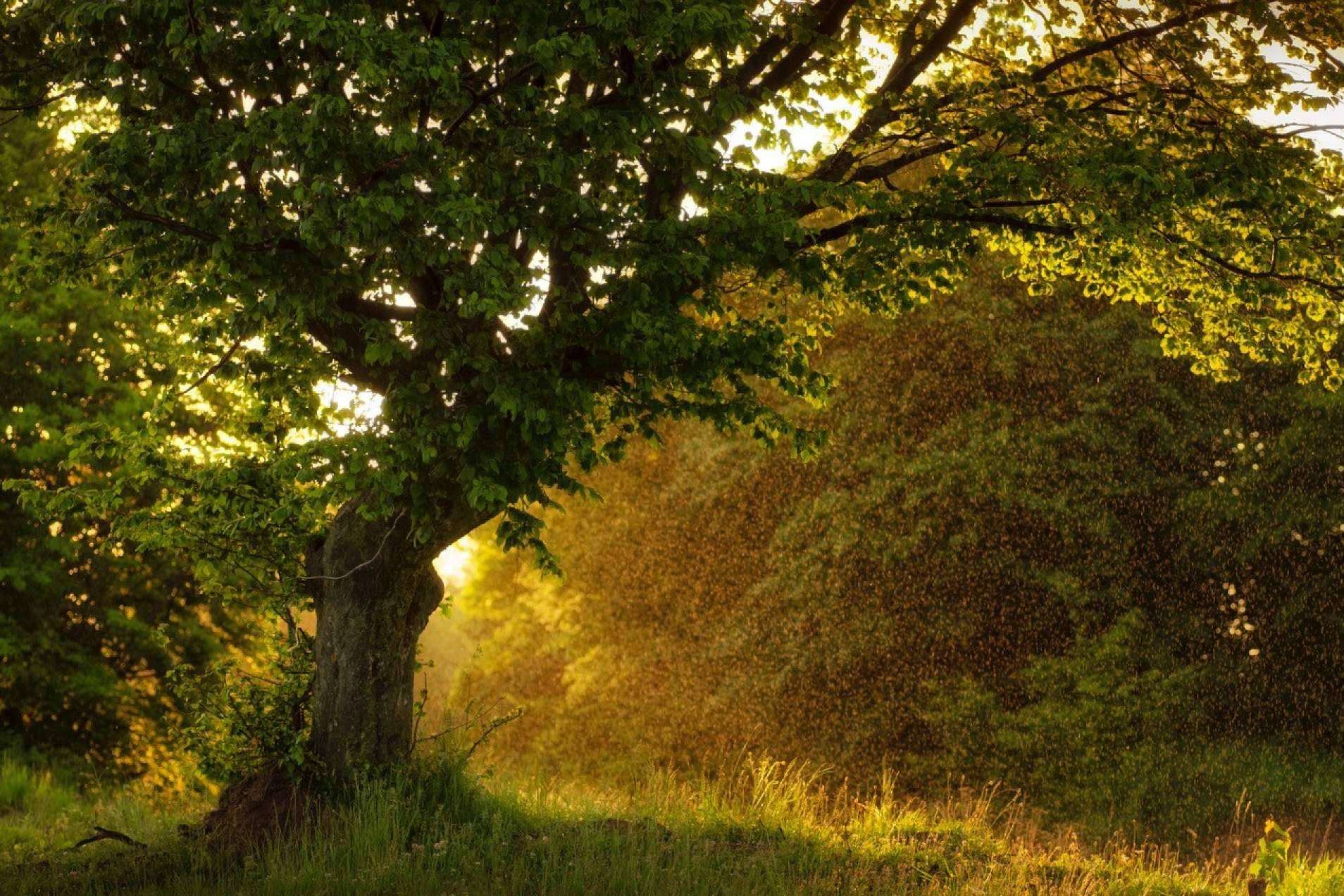 El bosque Cleardent