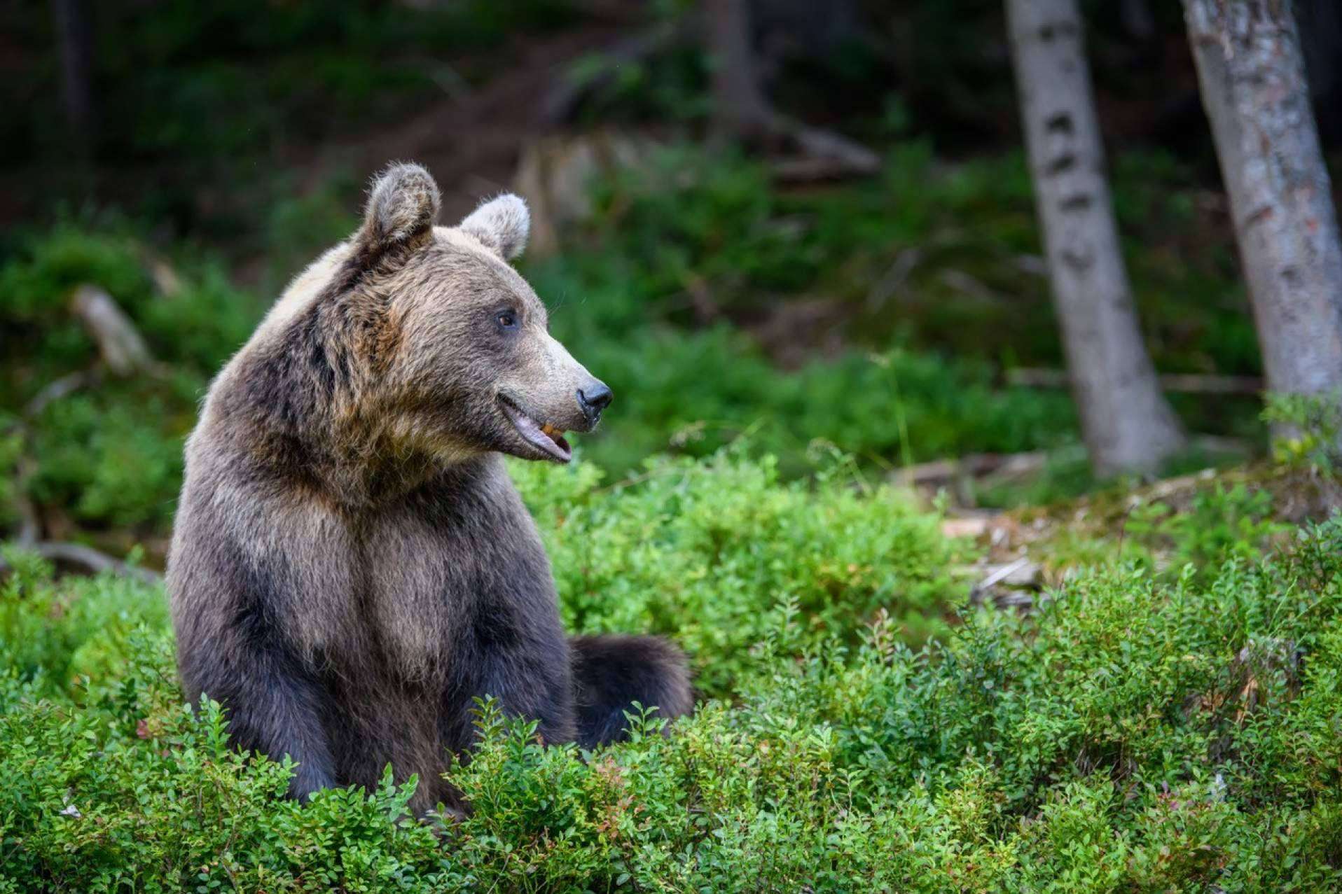 Metapark ZOO es el proyecto de realidad aumentada de la empresa Lucatia