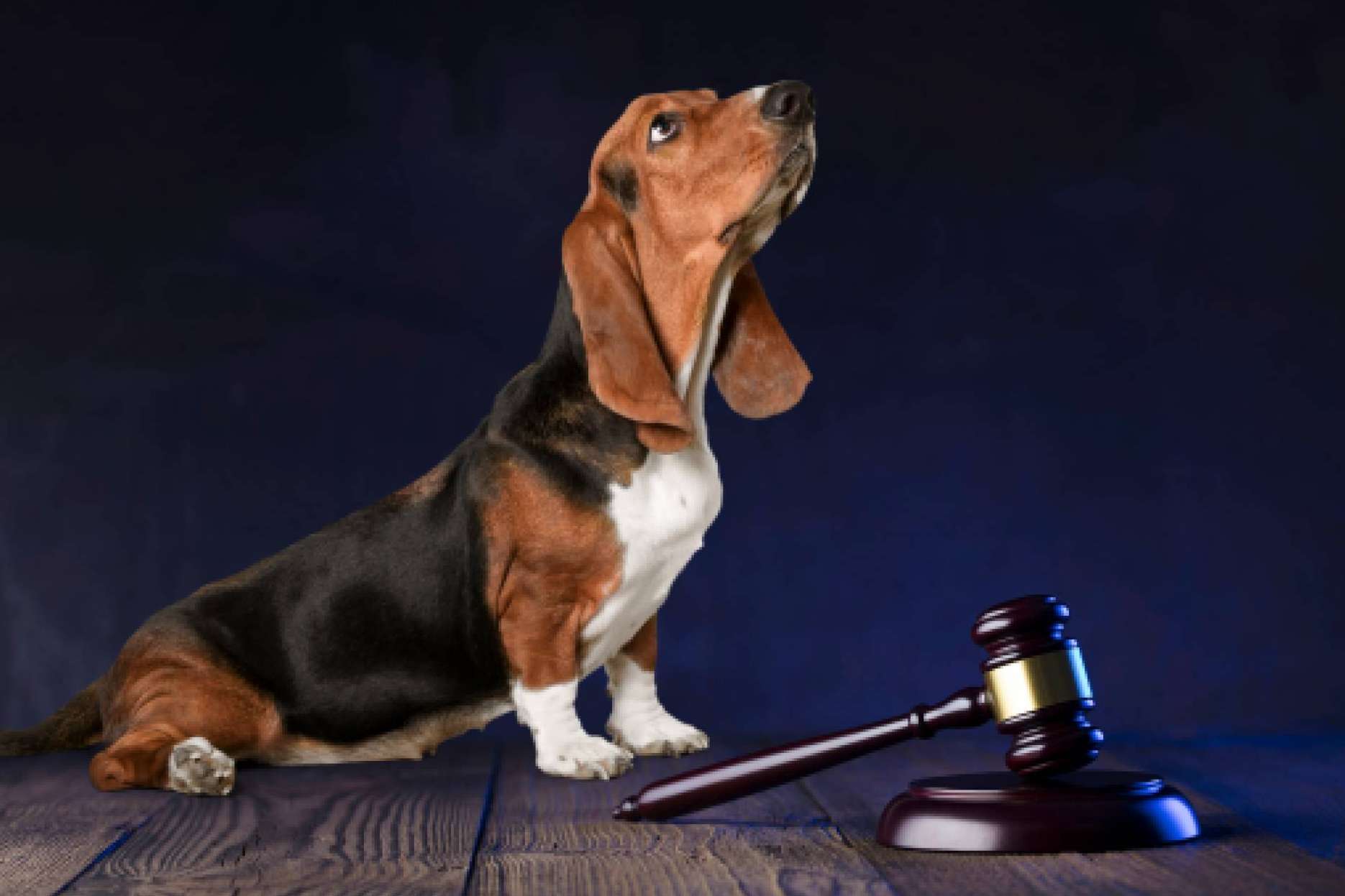 ¿Qué se debe saber acerca de la nueva Ley Estatal de Protección Animal y la modificación del Código Penal?