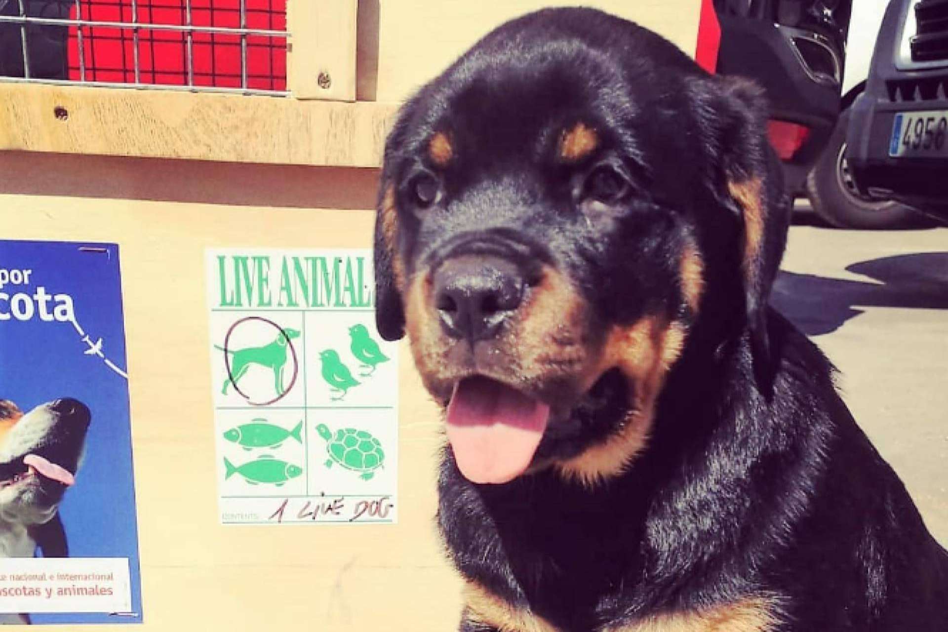 ¿De qué modo se transportan las mascotas en los aviones?, por BaggagePets
