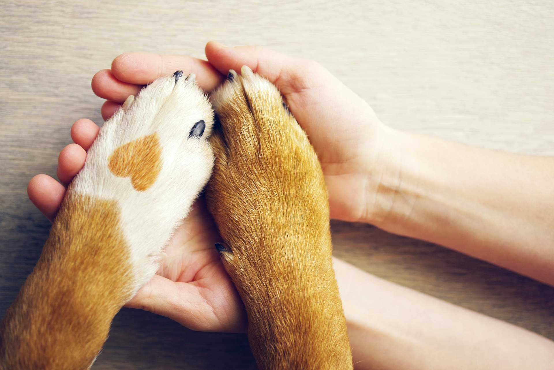 ¿Qué se debe saber del nuevo seguro de mascotas obligatorio en la Ley de Bienestar Animal?