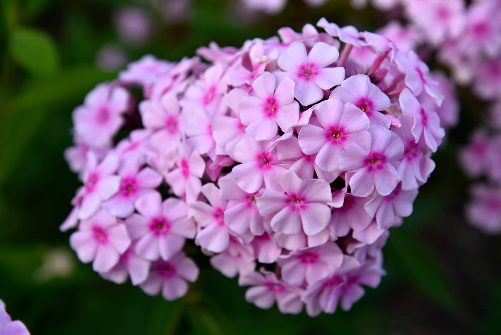 Rosistirem, en Madrid, ofrece paniculata de colores