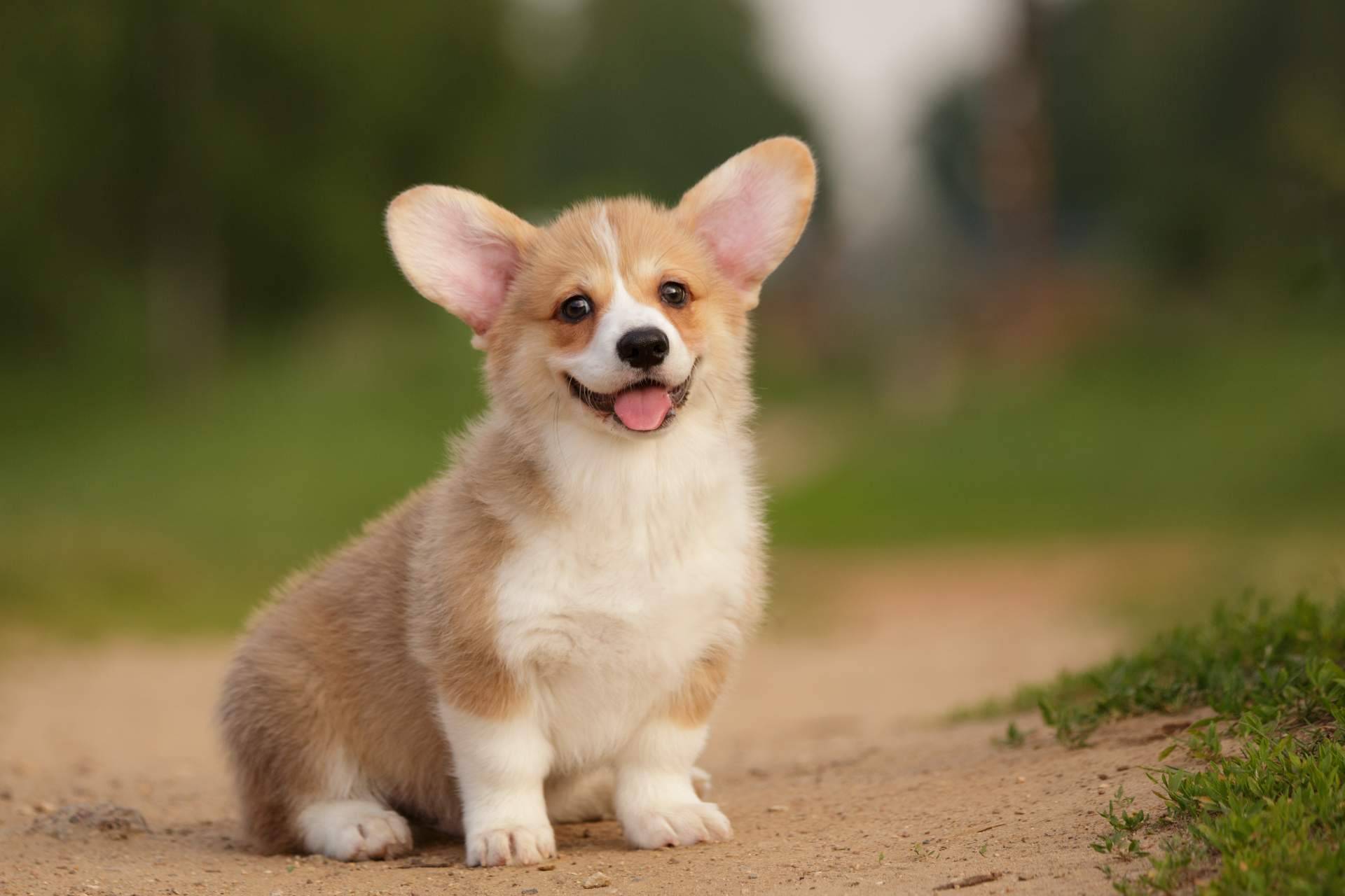 Nuestros Peludos, agrupación de criadores caninos responsables