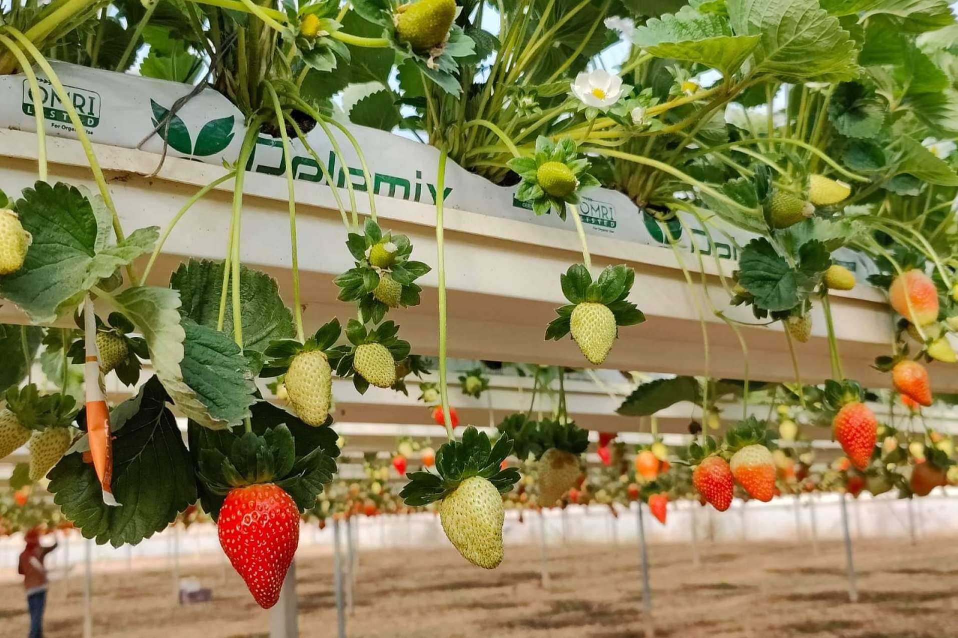 Fibra de coco para cultivos, la especialidad de Pelemix