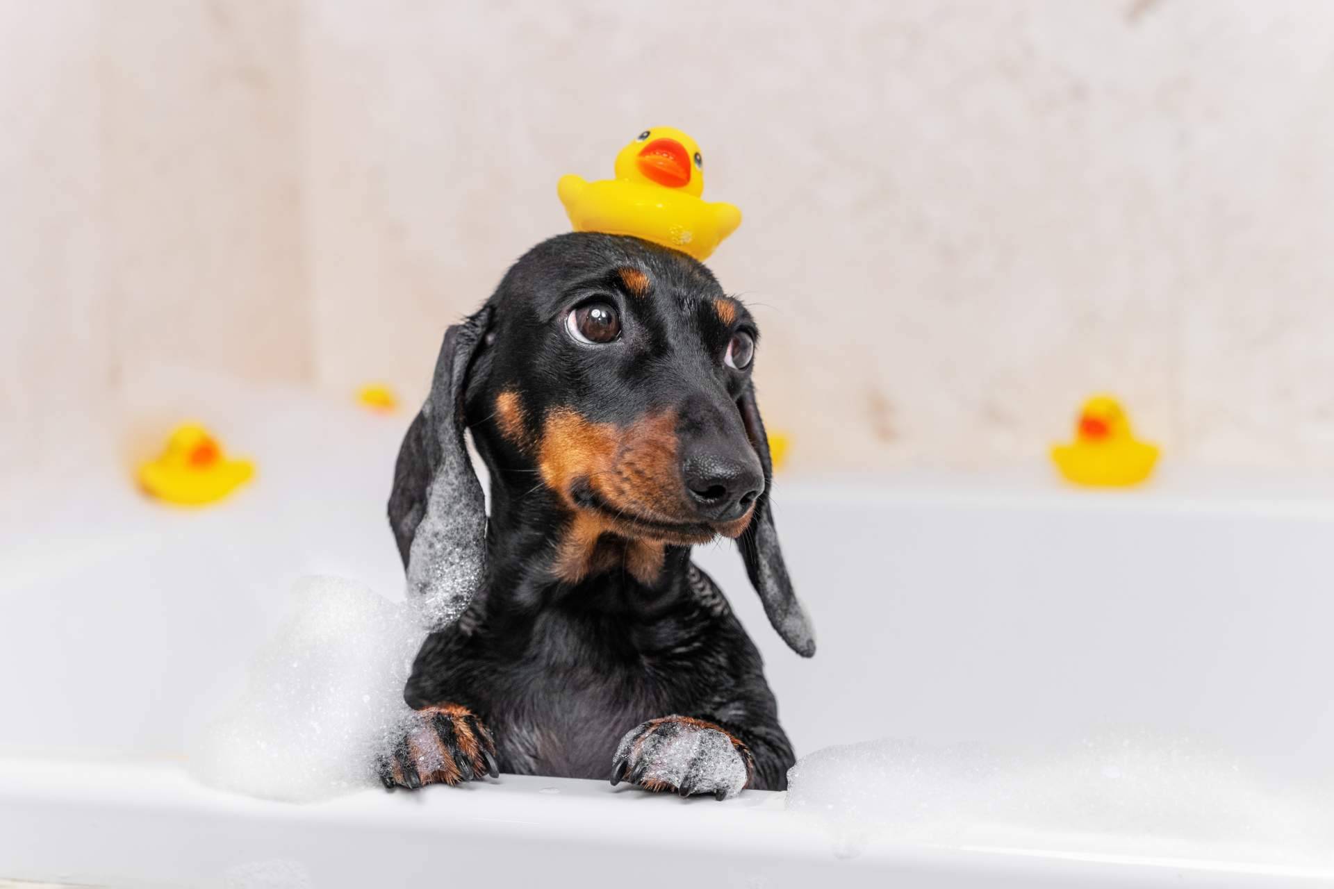 'PURE' Hypoalergénico, champú y acondicionador para perros
