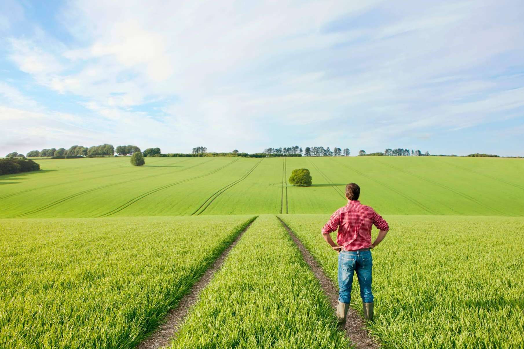 Fitovademécum, una plataforma de interés para el sector agrícola, ofrecida por Imeanticipa, una consultora especializada en inteligencia competitiva