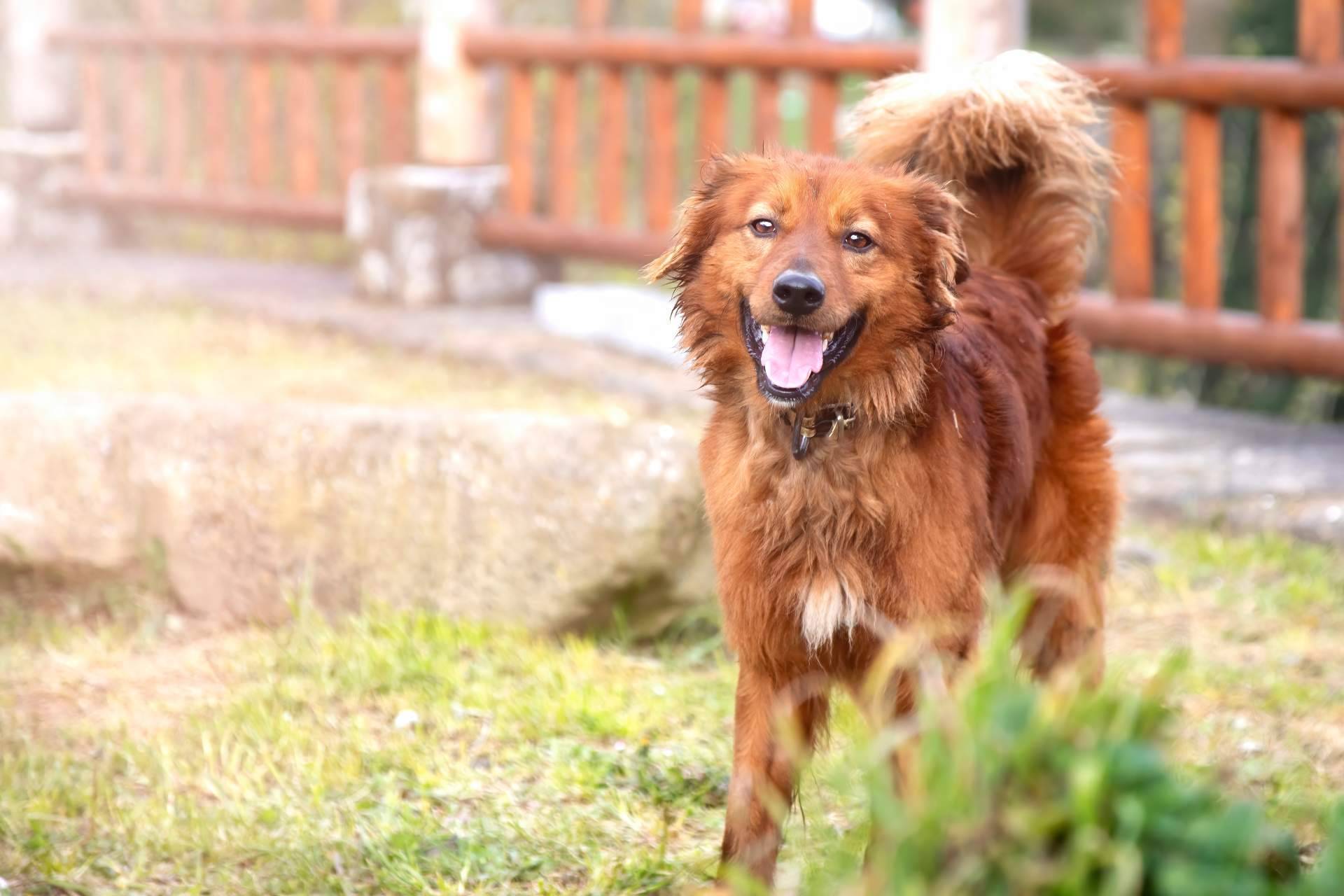 La celebración del 10 aniversario  de El Perro Feliz  incluye el sorteo de más de 30.000 euros en regalos entre sus seguidores de Instagram