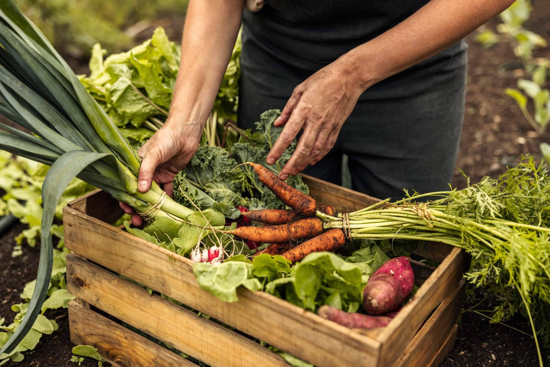 Las prácticas que lleva a cabo Serunion para fomentar la alimentación sostenible