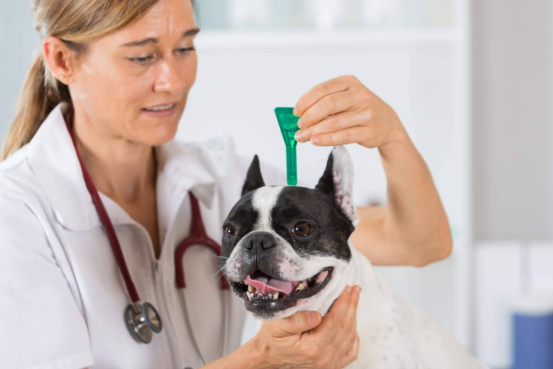 ¿Cómo identificar las negligencias veterinarias?