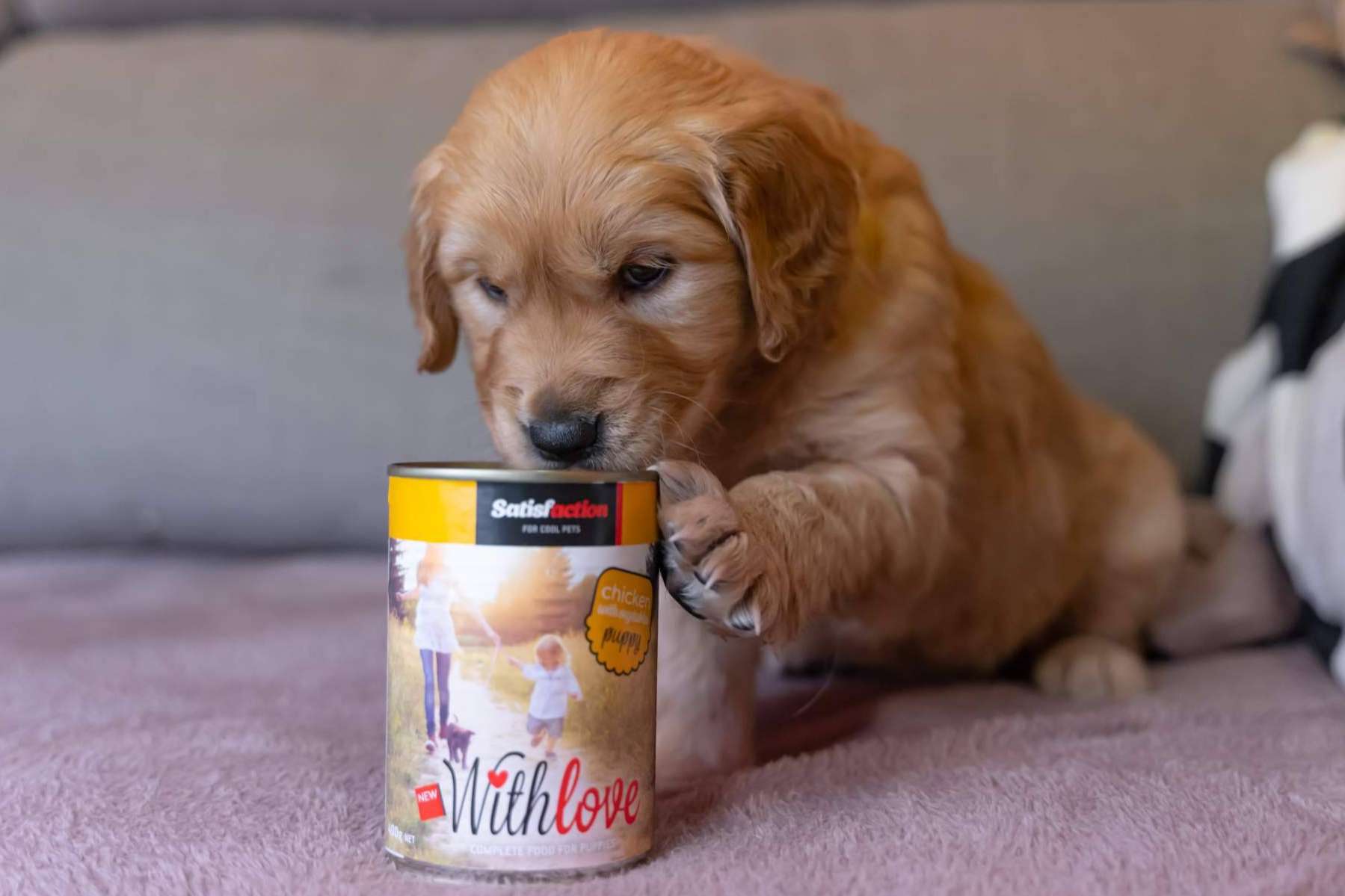 With Love, la nueva gama de comida húmeda para perros y gatos de Satisfaction