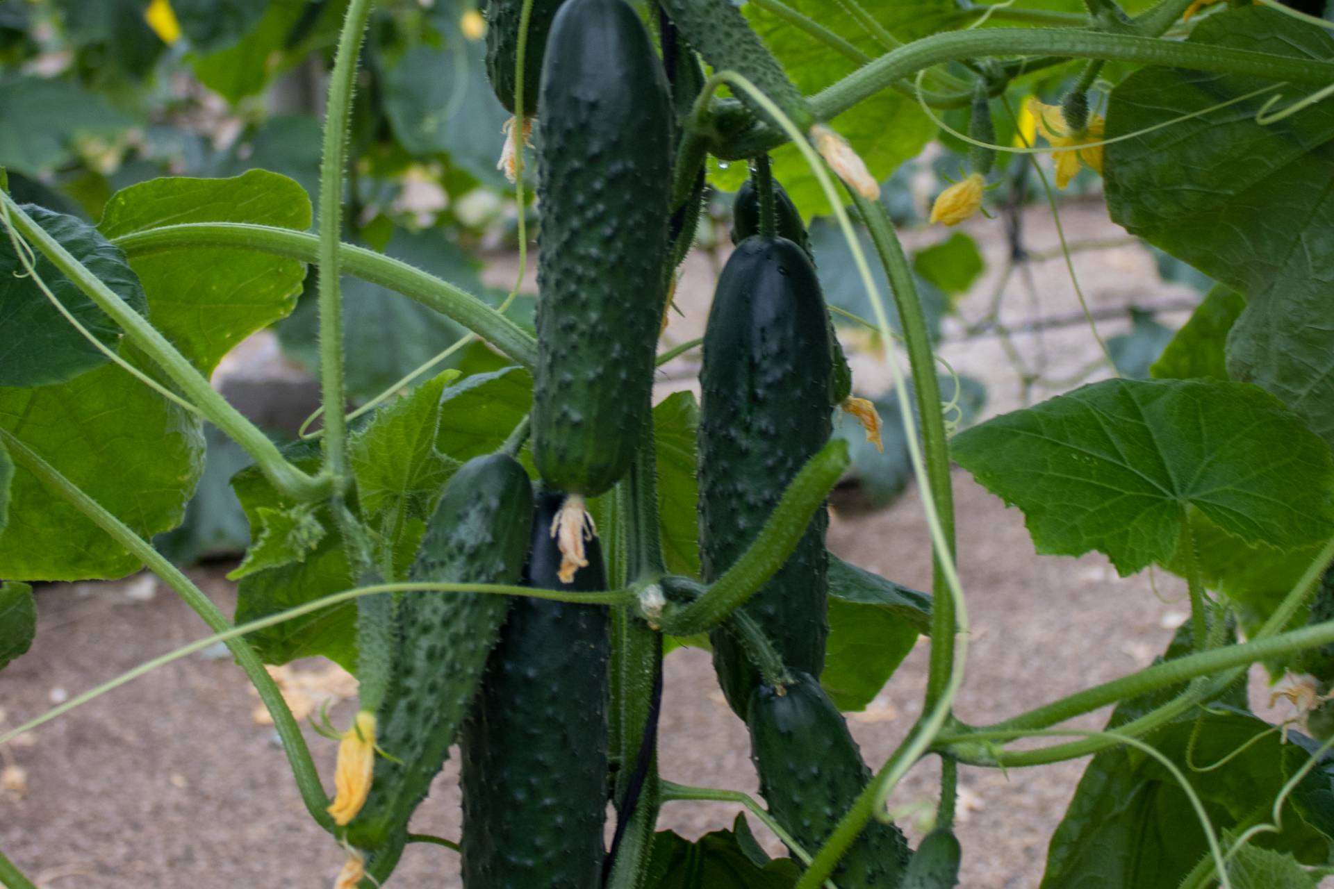 CapGen Seeds registra un aumento del 18 % en la producción de variedades hortícolas debido al crecimiento de las ventas locales e internacionales