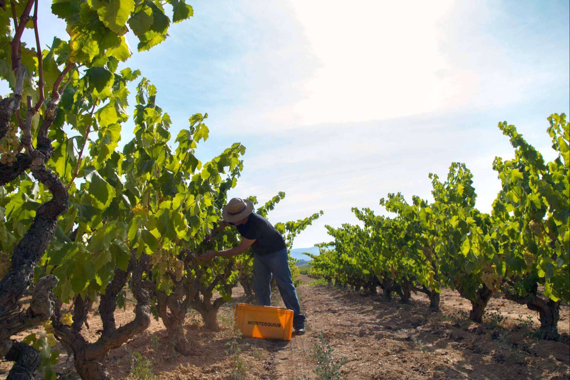 Una experiencia auténtica y libre de químicos; los vinos ecológicos de Naturalovers Wine