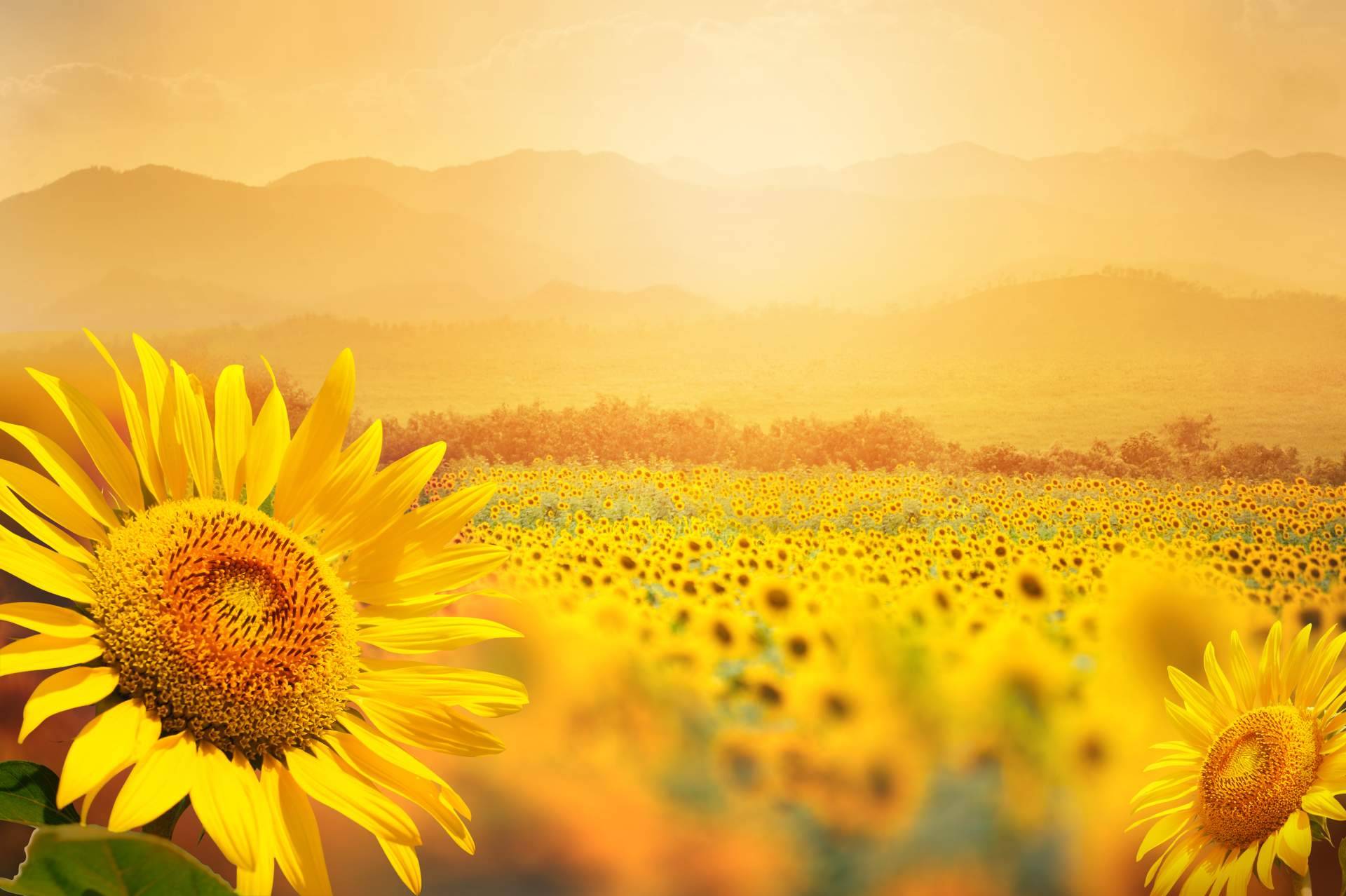 La llegada de la temporada de girasoles a Rosistirem