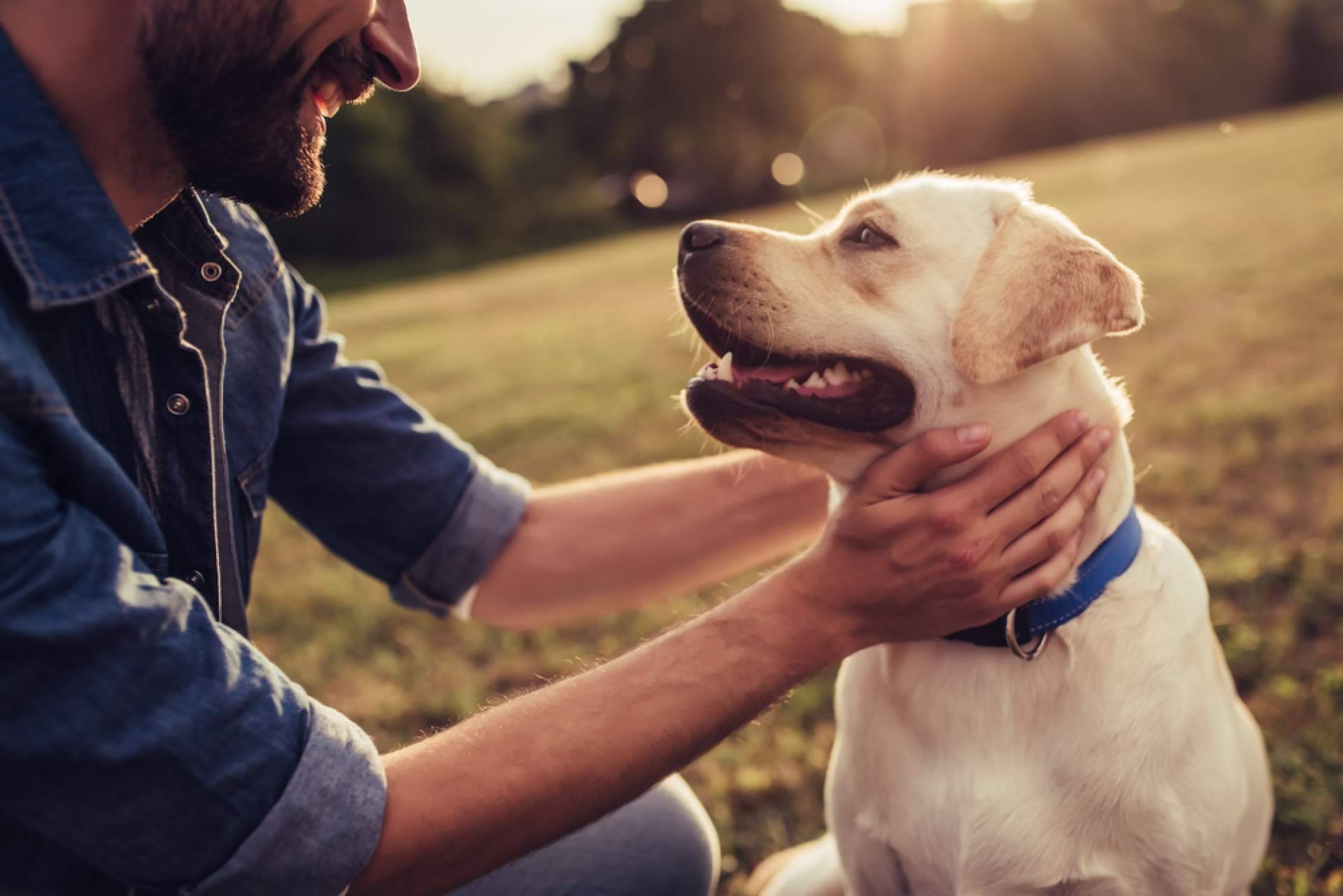 Uno de los buscadores más grandes de protectoras y refugios de animales de España. Cómo ayudar a los animales más necesitados
