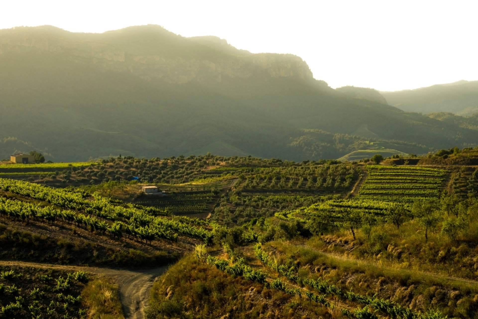 ¿Cómo conectar con la naturaleza del Priorat? Terra Dominicata