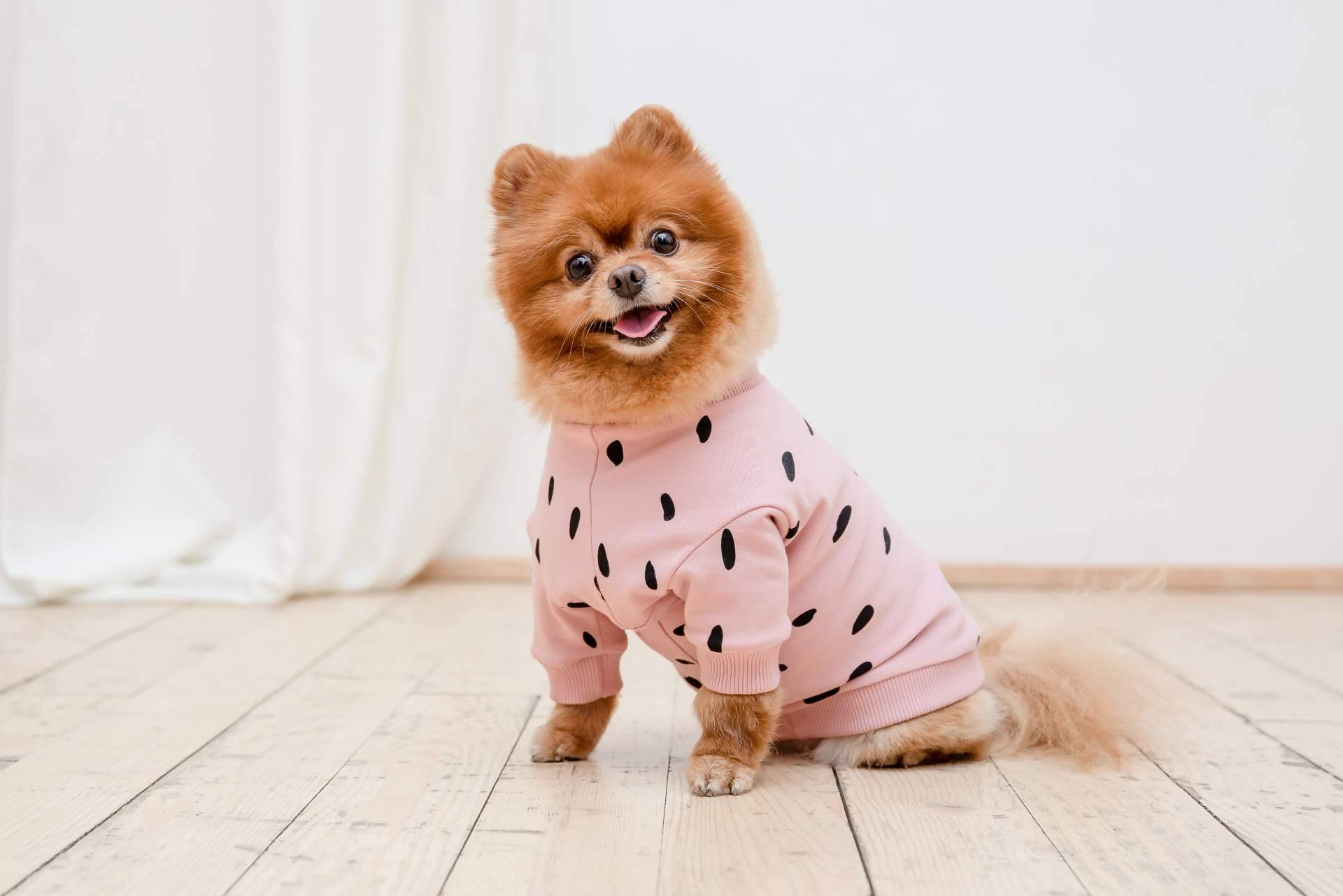 Ropa para perros. Los beneficios y consideraciones para la salud de la mascota