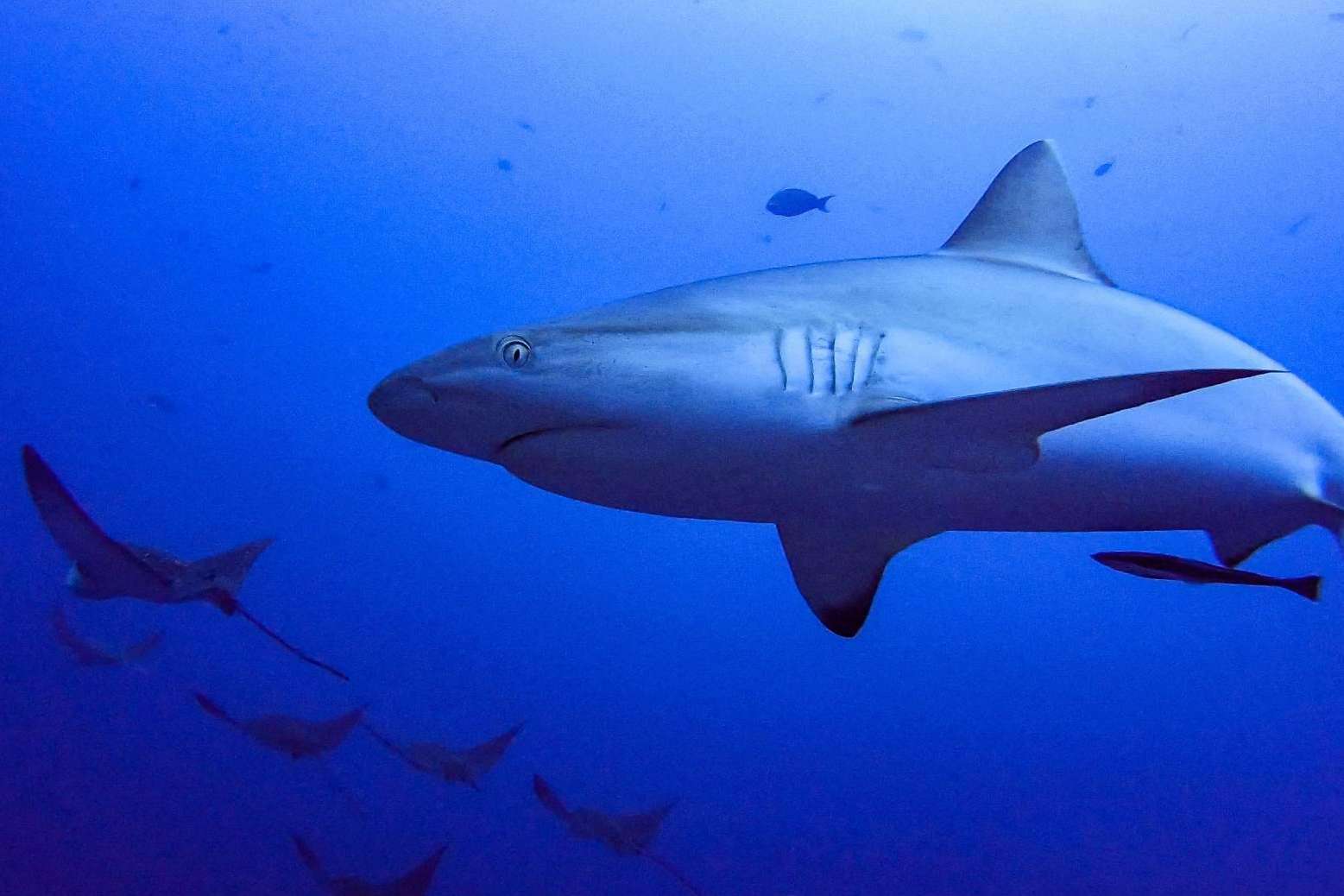 Drop Dive Maldives, escuela de buceo con españoles en el paraíso del buceo