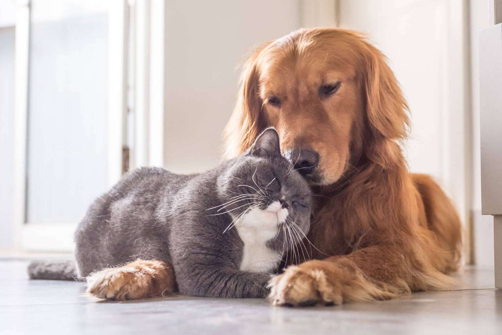 El seguro de VetEasy para cumplir la nueva Ley de Bienestar Animal