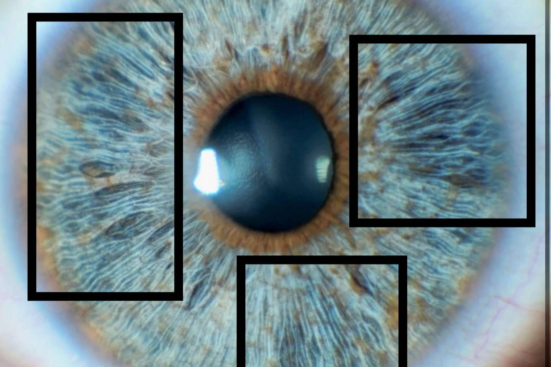 La importancia del colágeno del iris en el brillo de los ojos