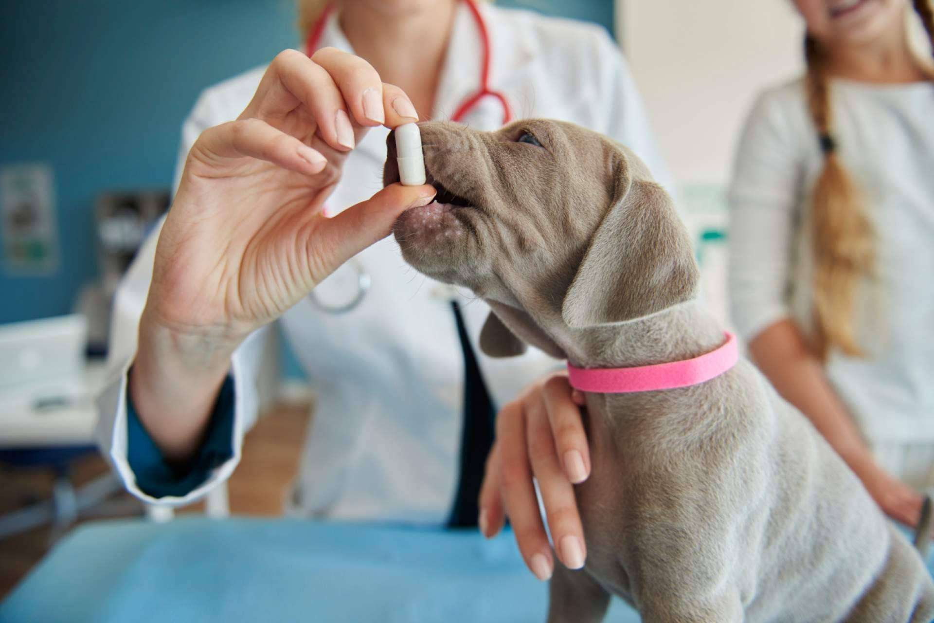 Clínica Veterinaria Olivares es una clínica veterinaria de confianza en Granada