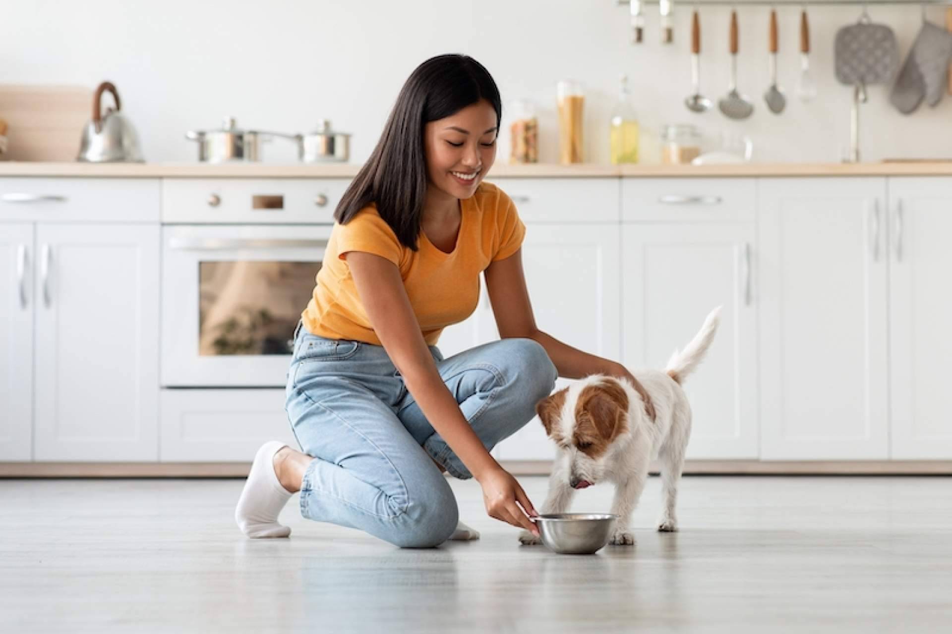 Cómo aliviar los problemas articulares en perros a través de la alimentación